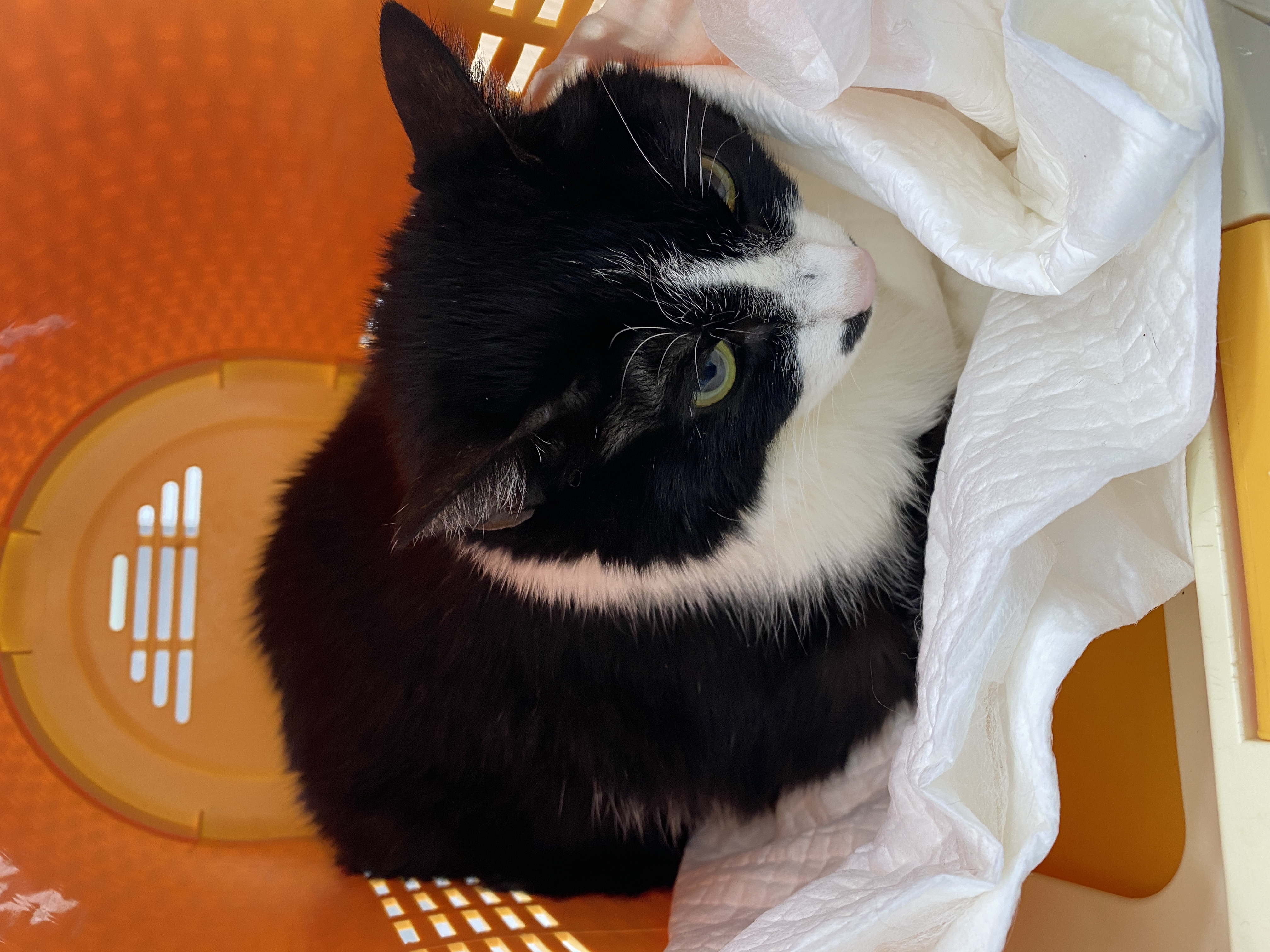 롤롤이 9년차 입양후기