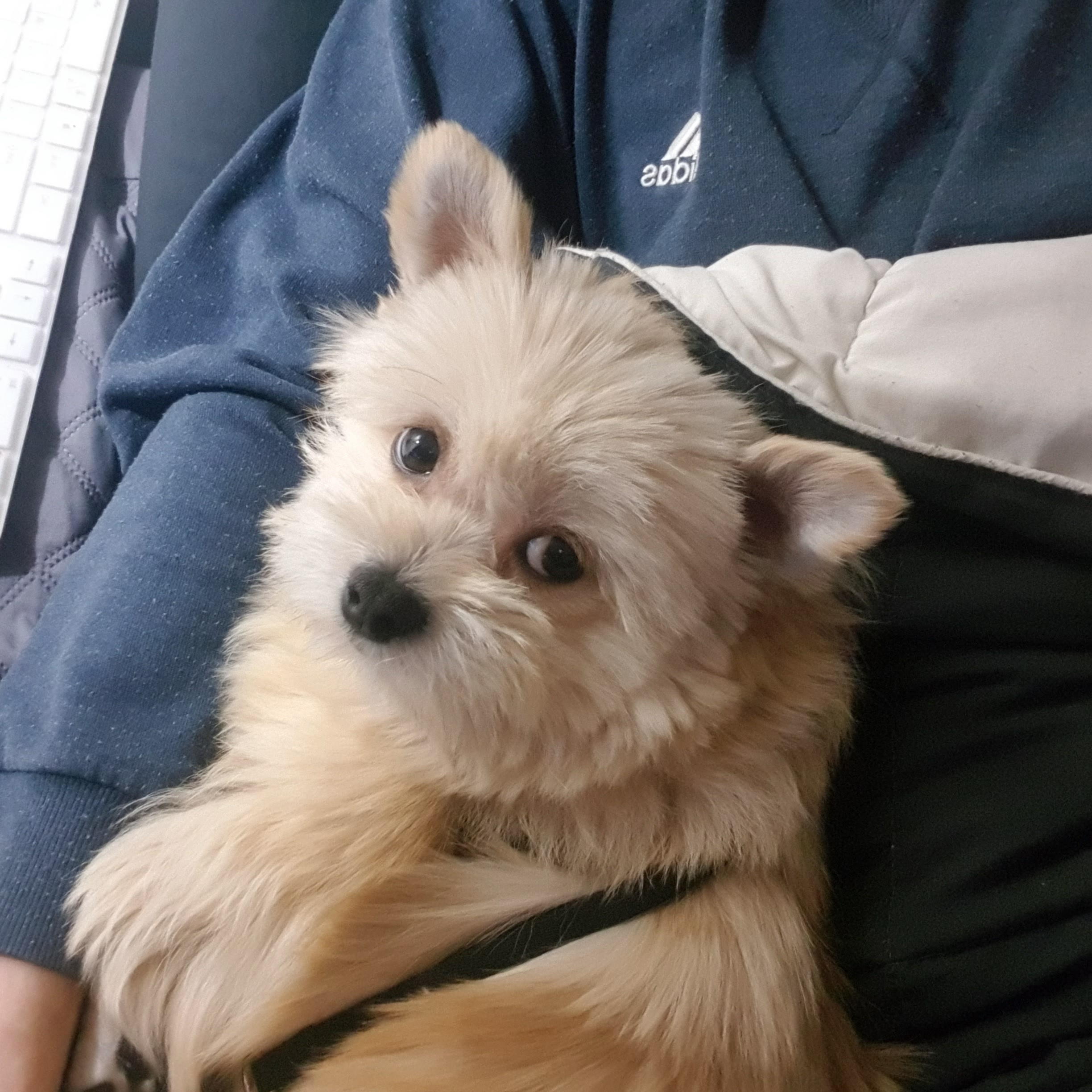 소룡(금돌이)이가 온지 일주일 됬어요^^(마지막에 변신사진!)