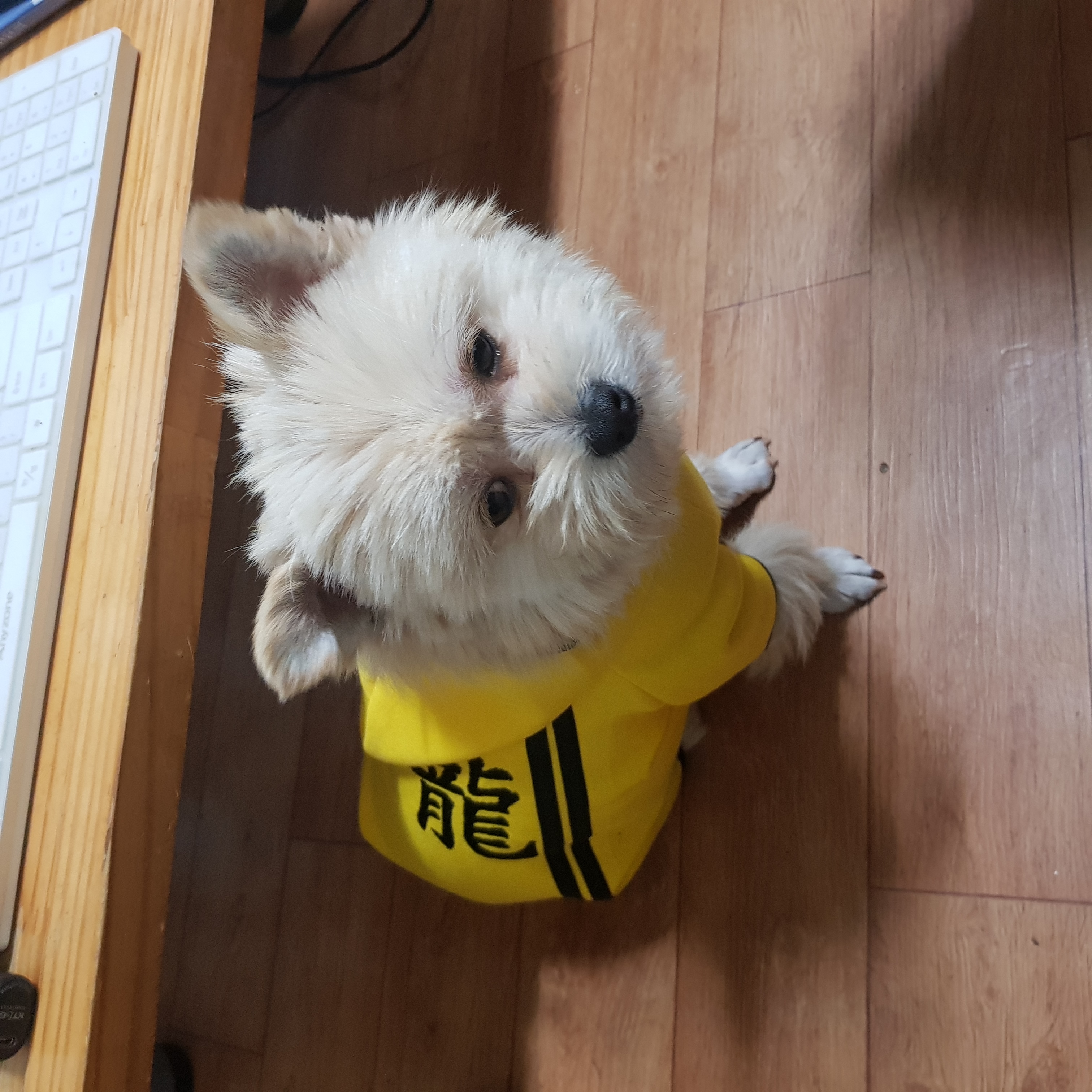 소룡(금돌이)이가 온지 일주일 됬어요^^(마지막에 변신사진!)