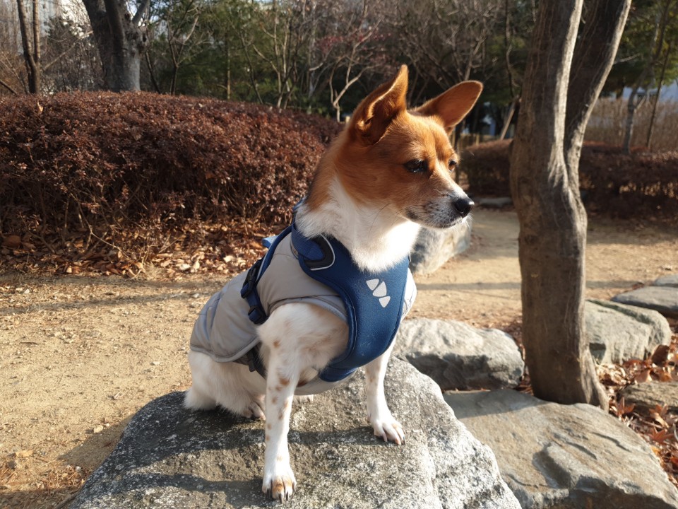 [하이] 와 4번째 겨울을 보내는 중입니다~