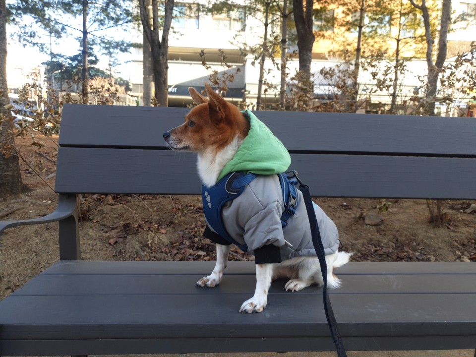 [하이] 와 4번째 겨울을 보내는 중입니다~
