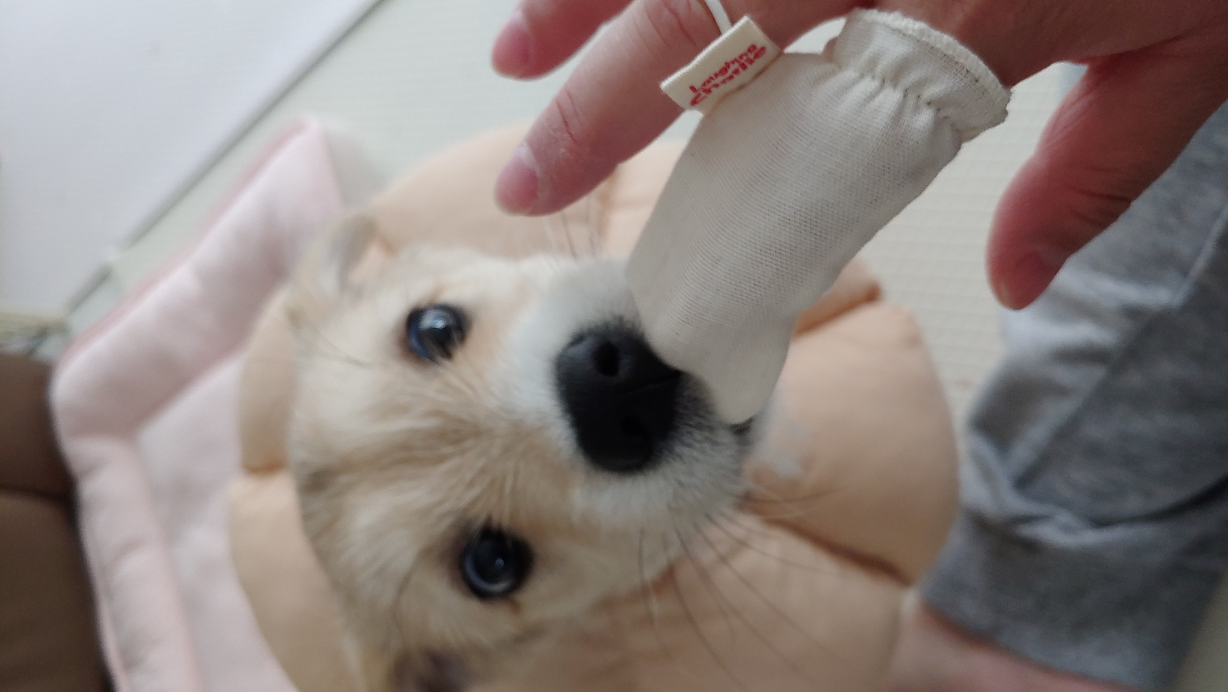 미루 (구 마노) 2주 후기입니다^^