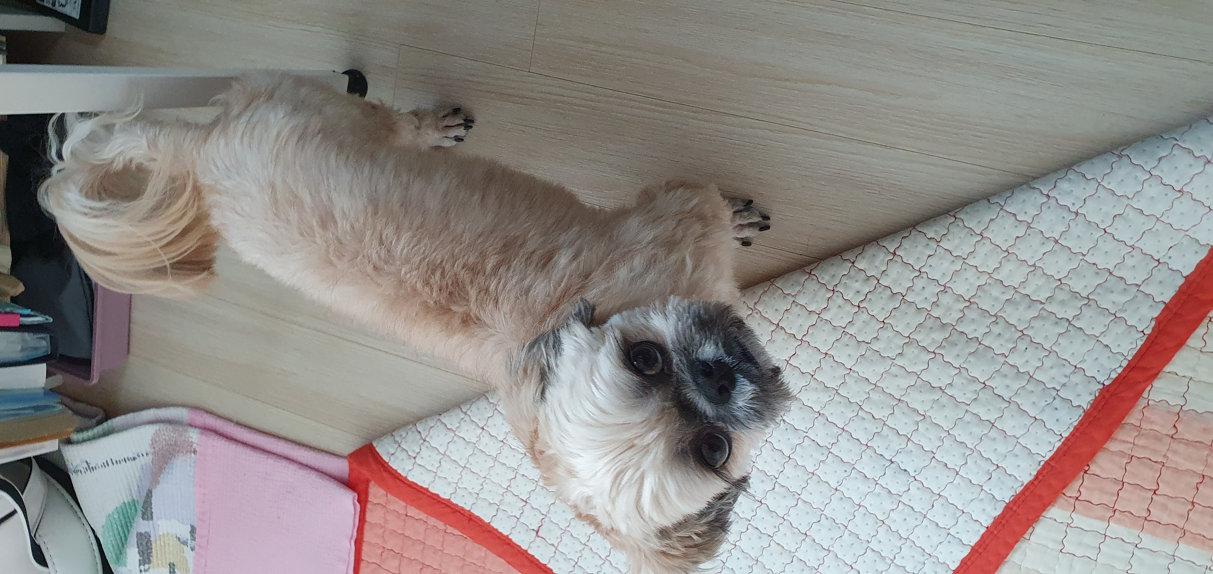 뿅이  토토  즐겁게  건강하게 지내고있어요