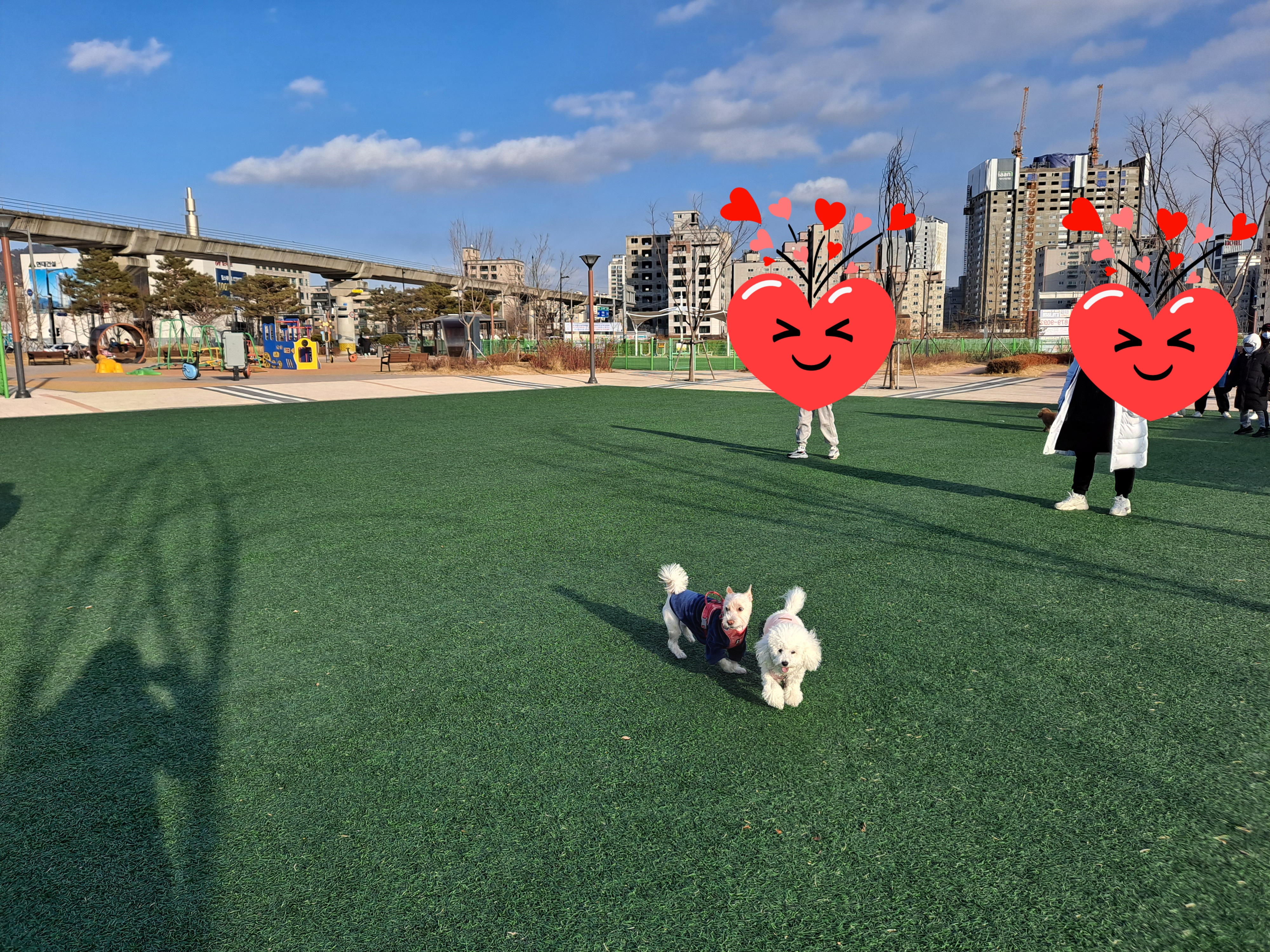 조이(제이) 3개월차 입양 후기