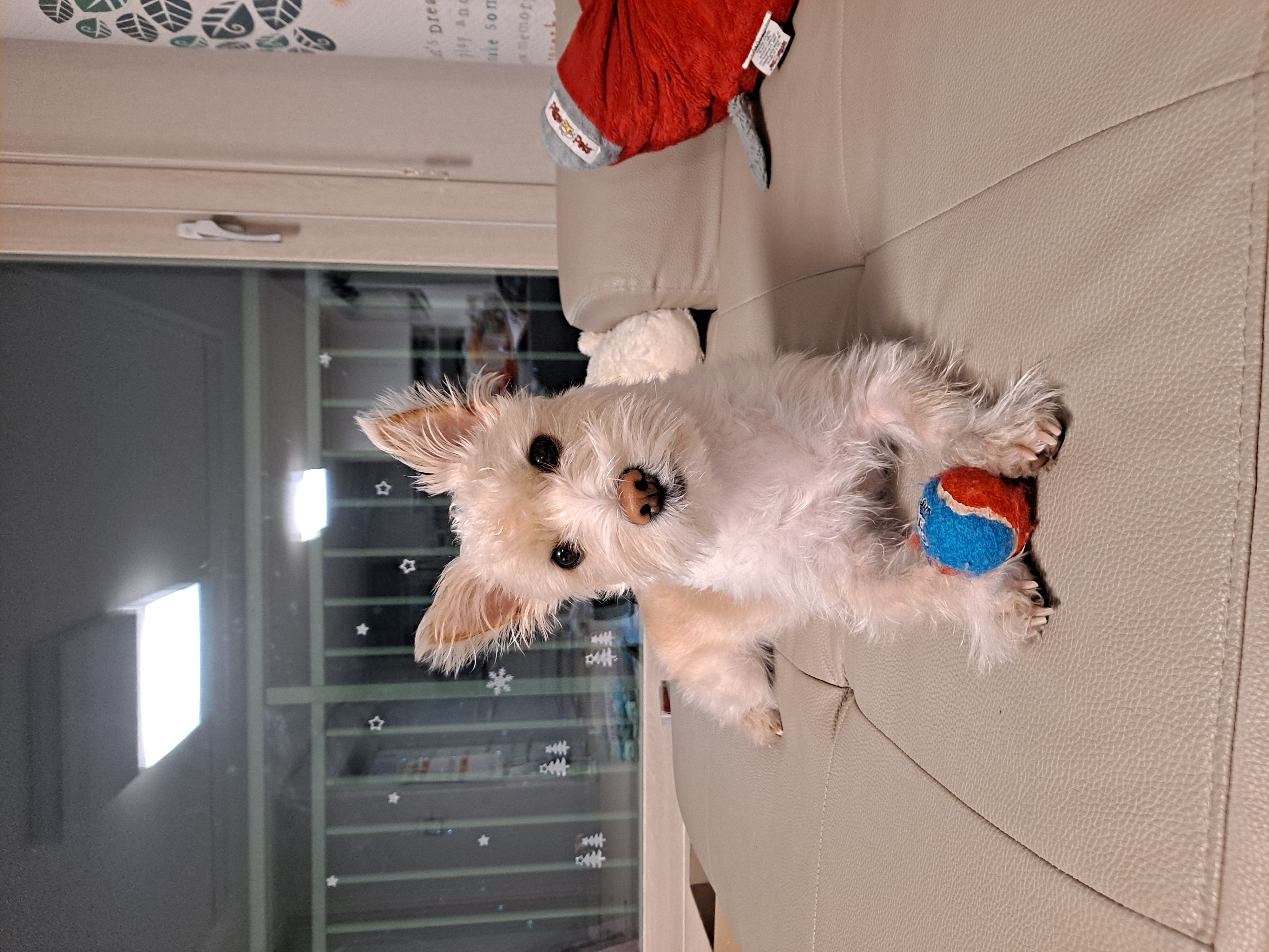 조이(제이) 3개월차 입양 후기