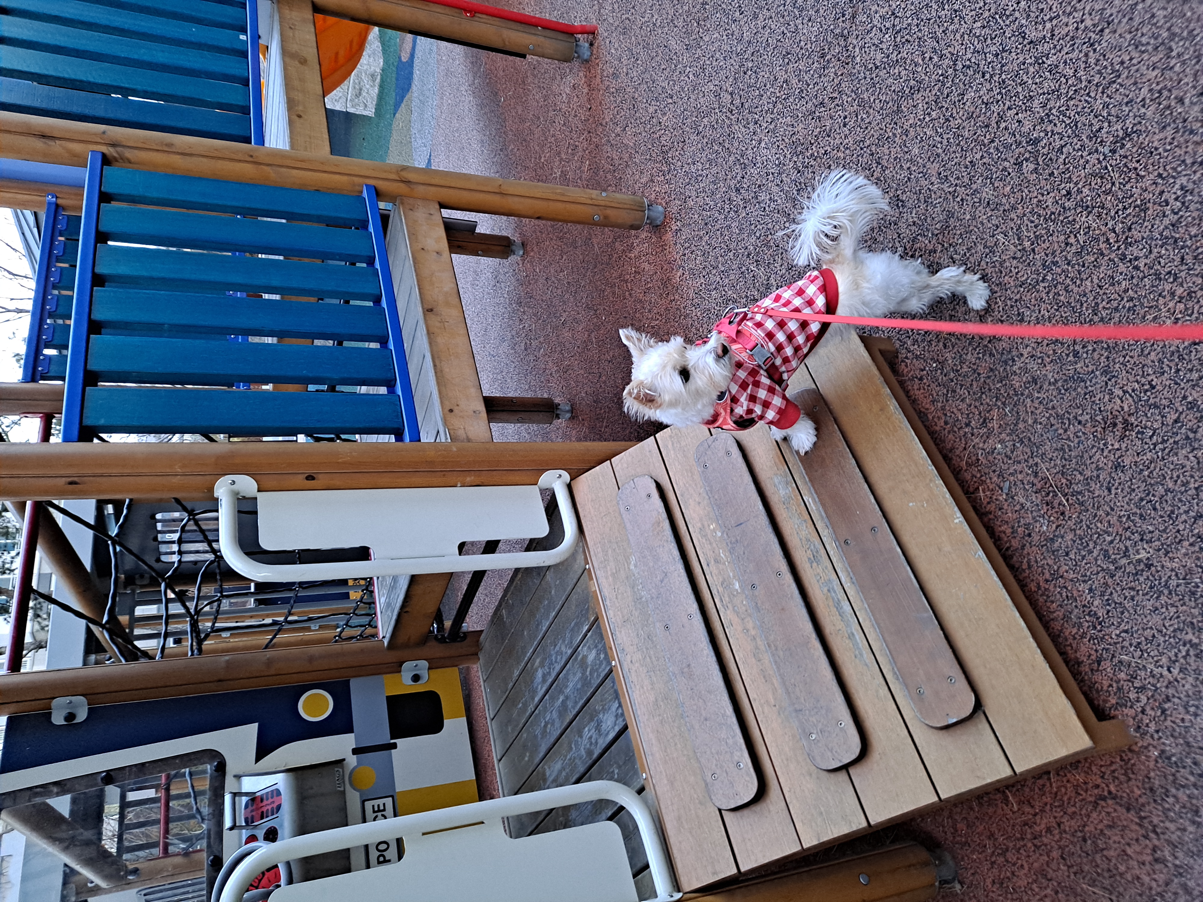 조이(제이) 3개월차 입양 후기