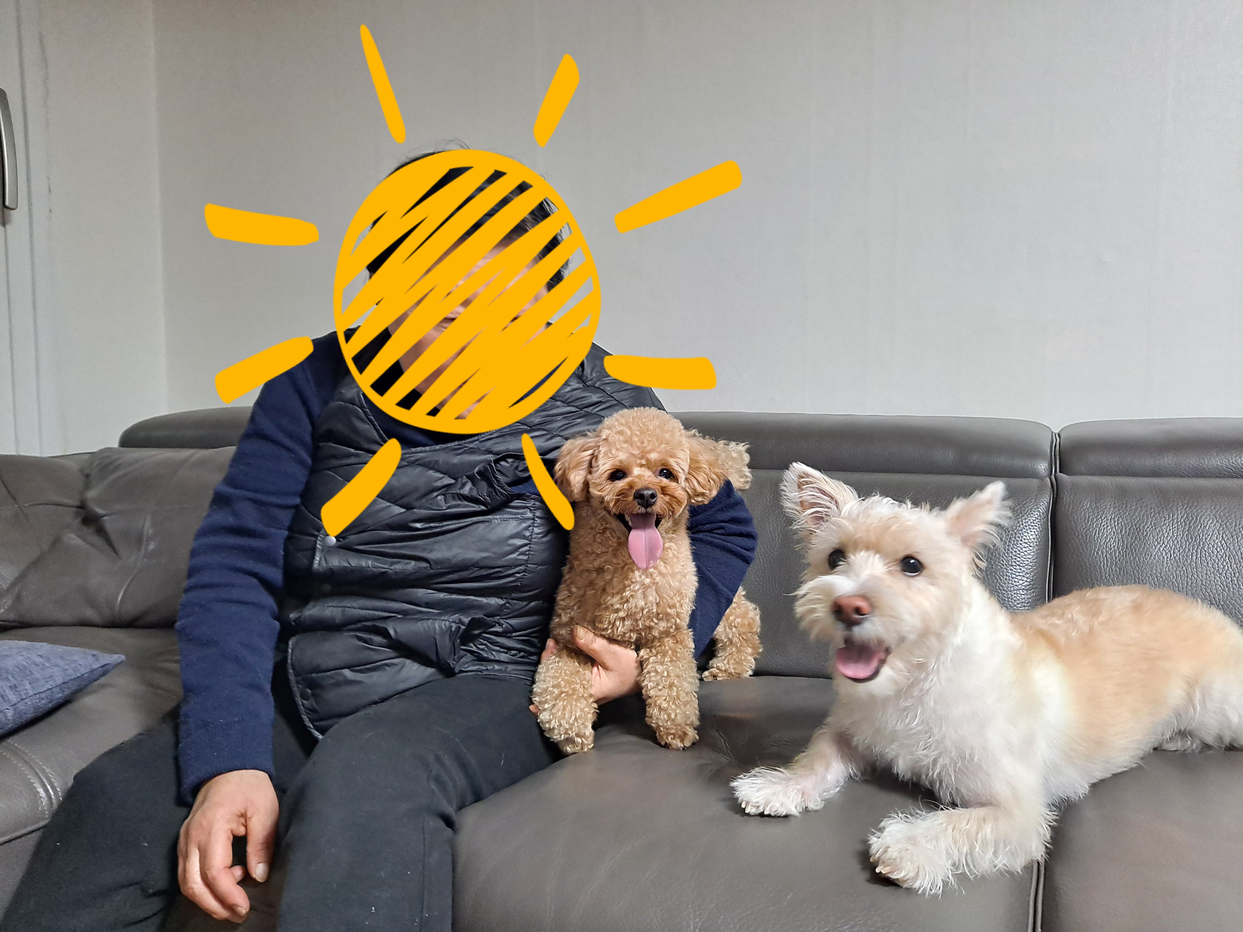 조이(제이) 3개월차 입양 후기