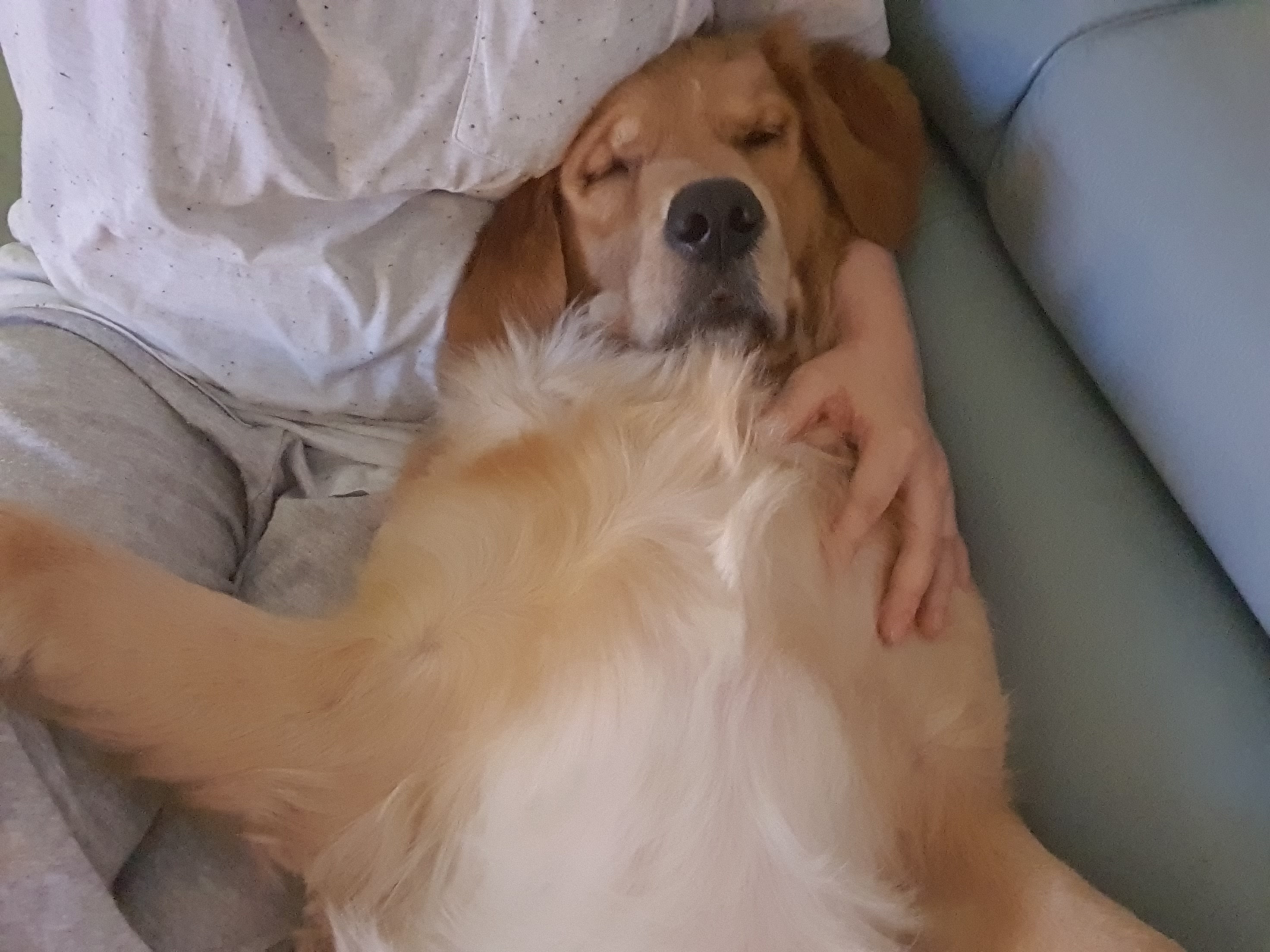 달이(고양-22 다오) 입니다