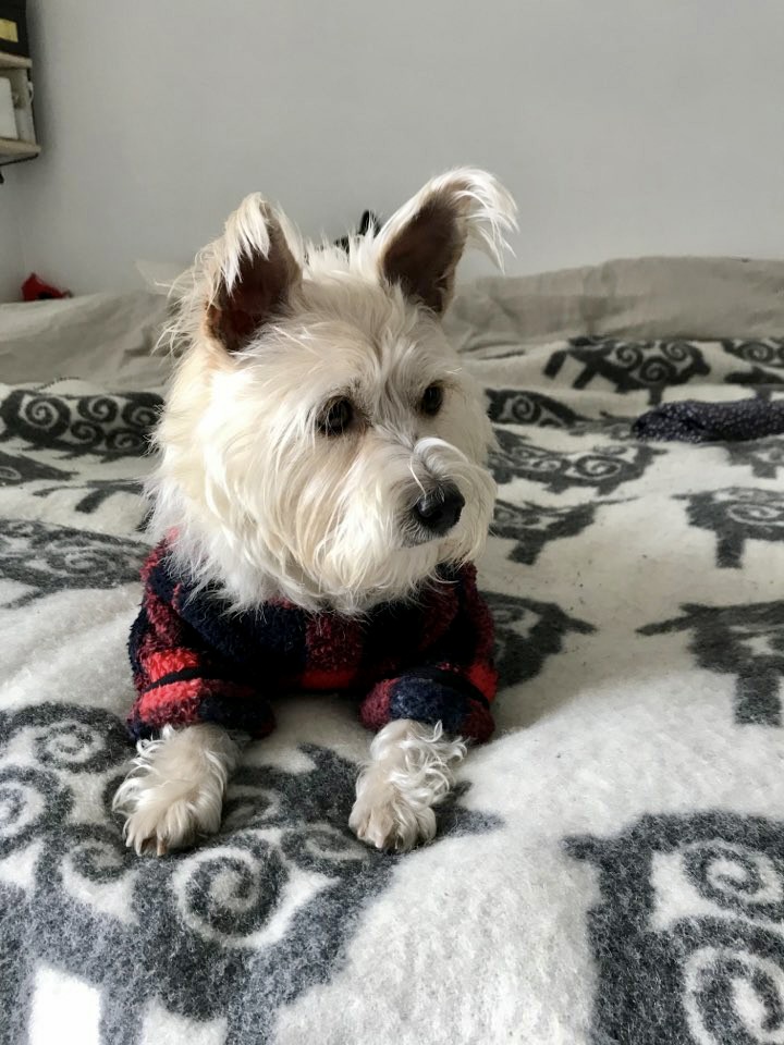 뽀솜이 입양1년차 후기