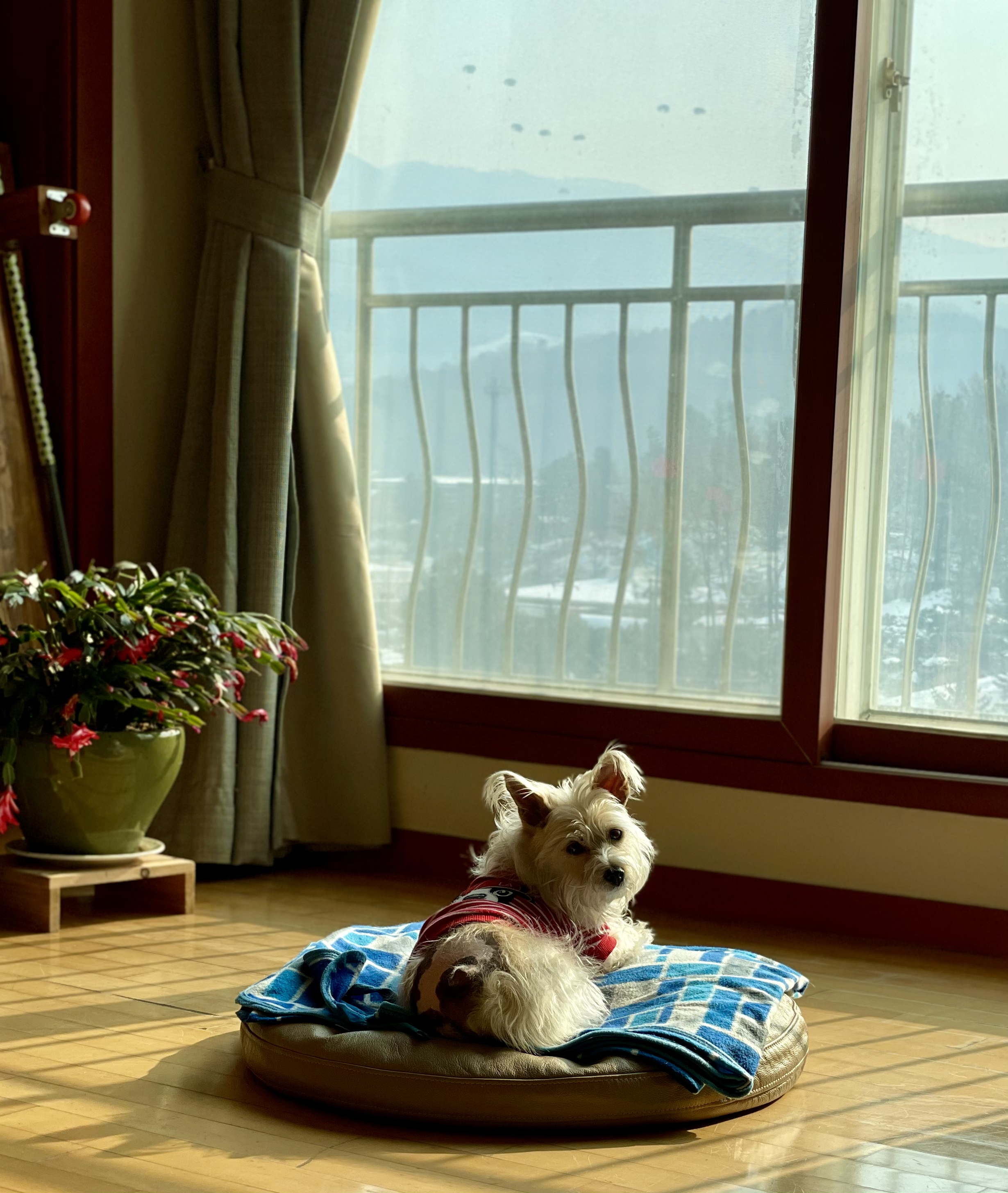 뽀솜이 입양1년차 후기