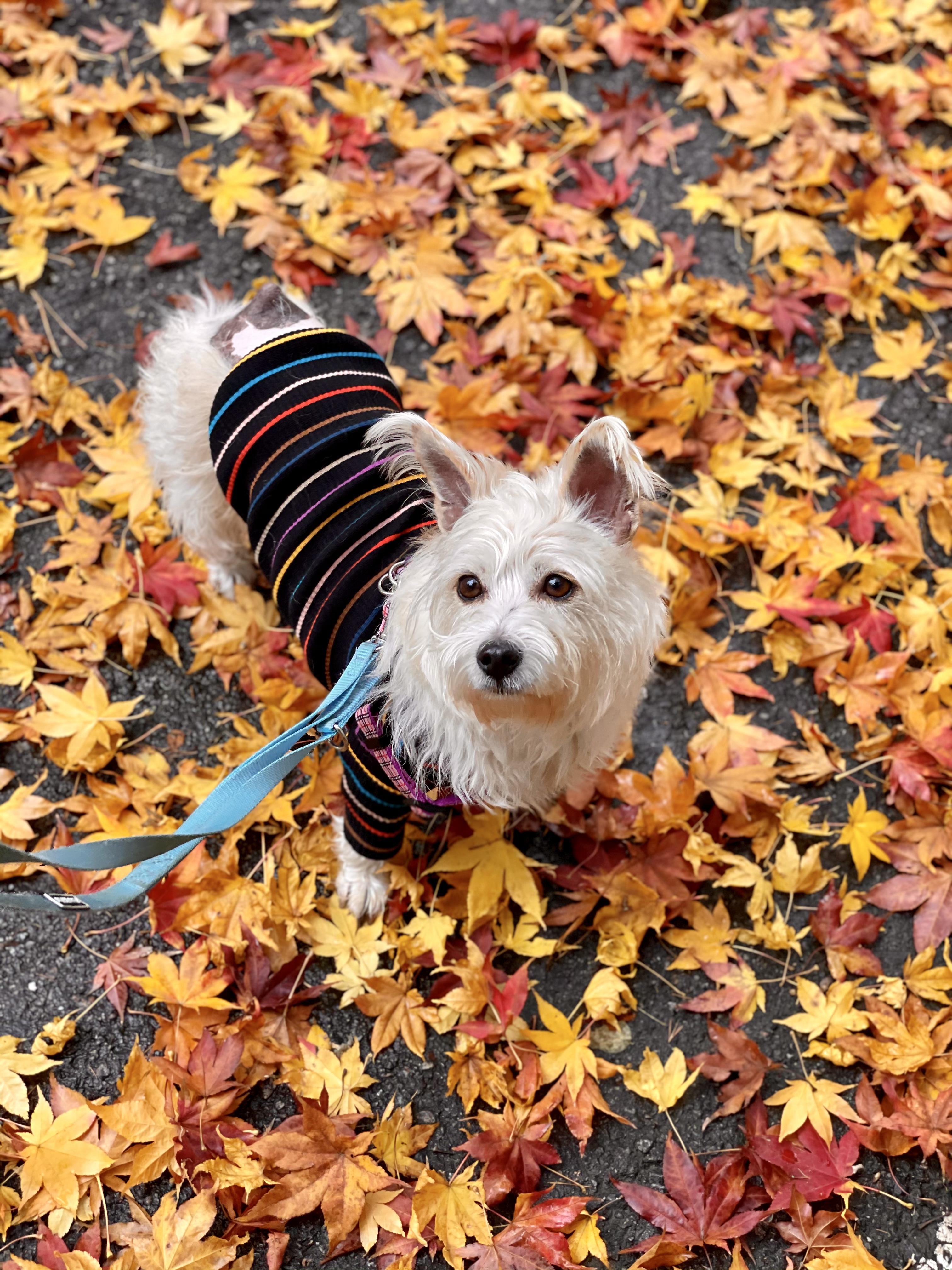 뽀솜이 입양1년차 후기