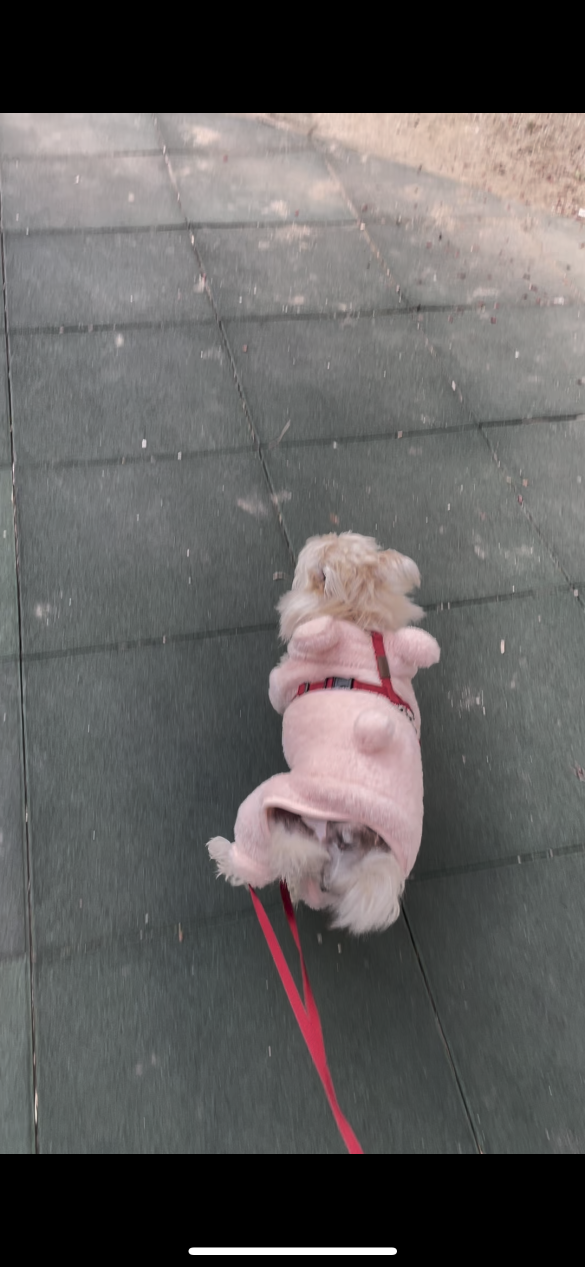 뽀솜이 입양1년차 후기