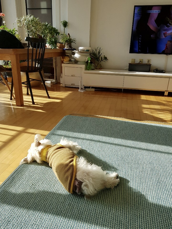 뽀솜이 입양1년차 후기