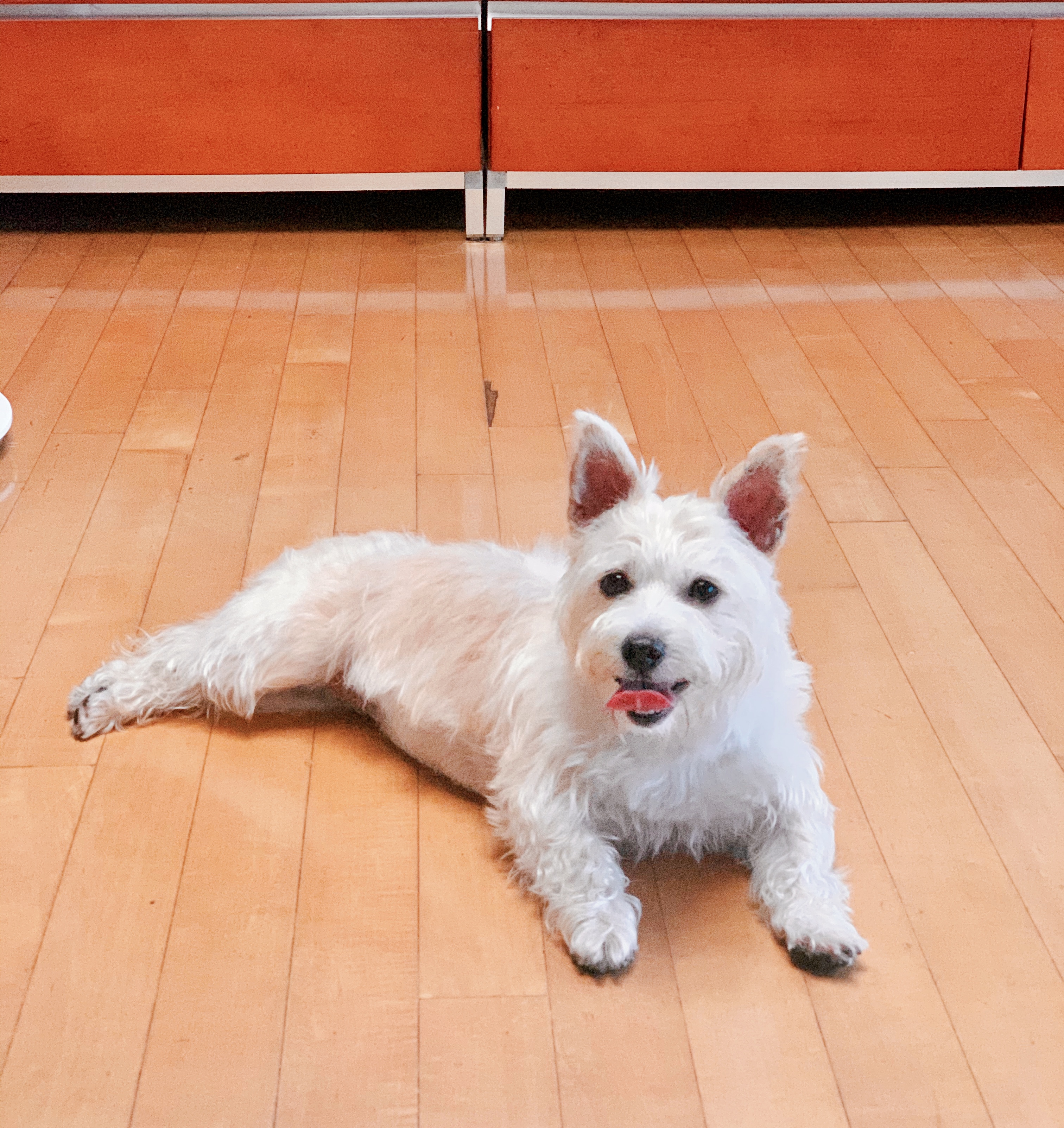 뽀솜이 입양1년차 후기