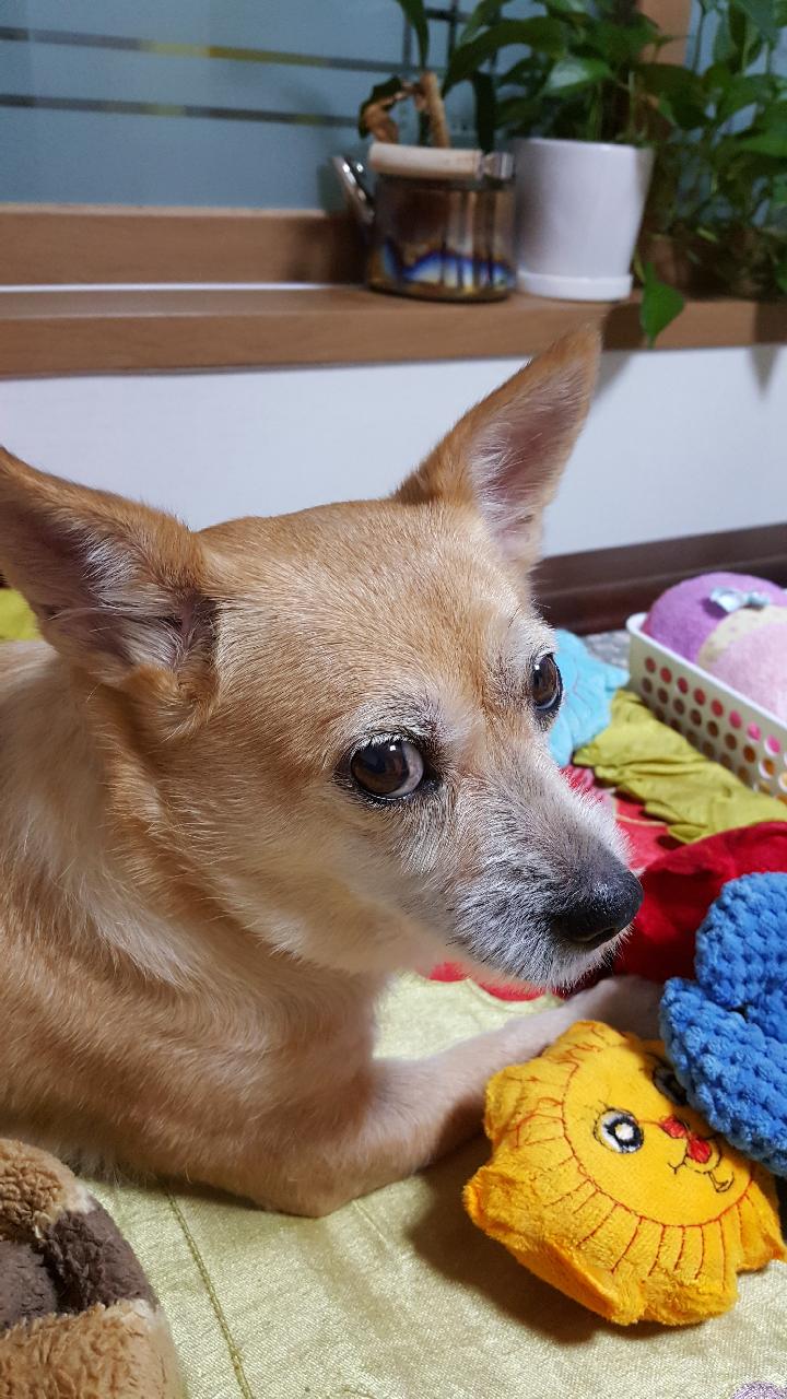 공주근황입니다..