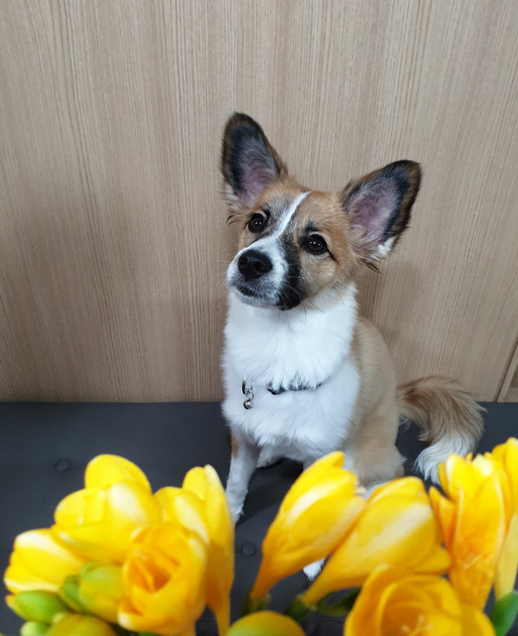 벼리(은오)근황입니다