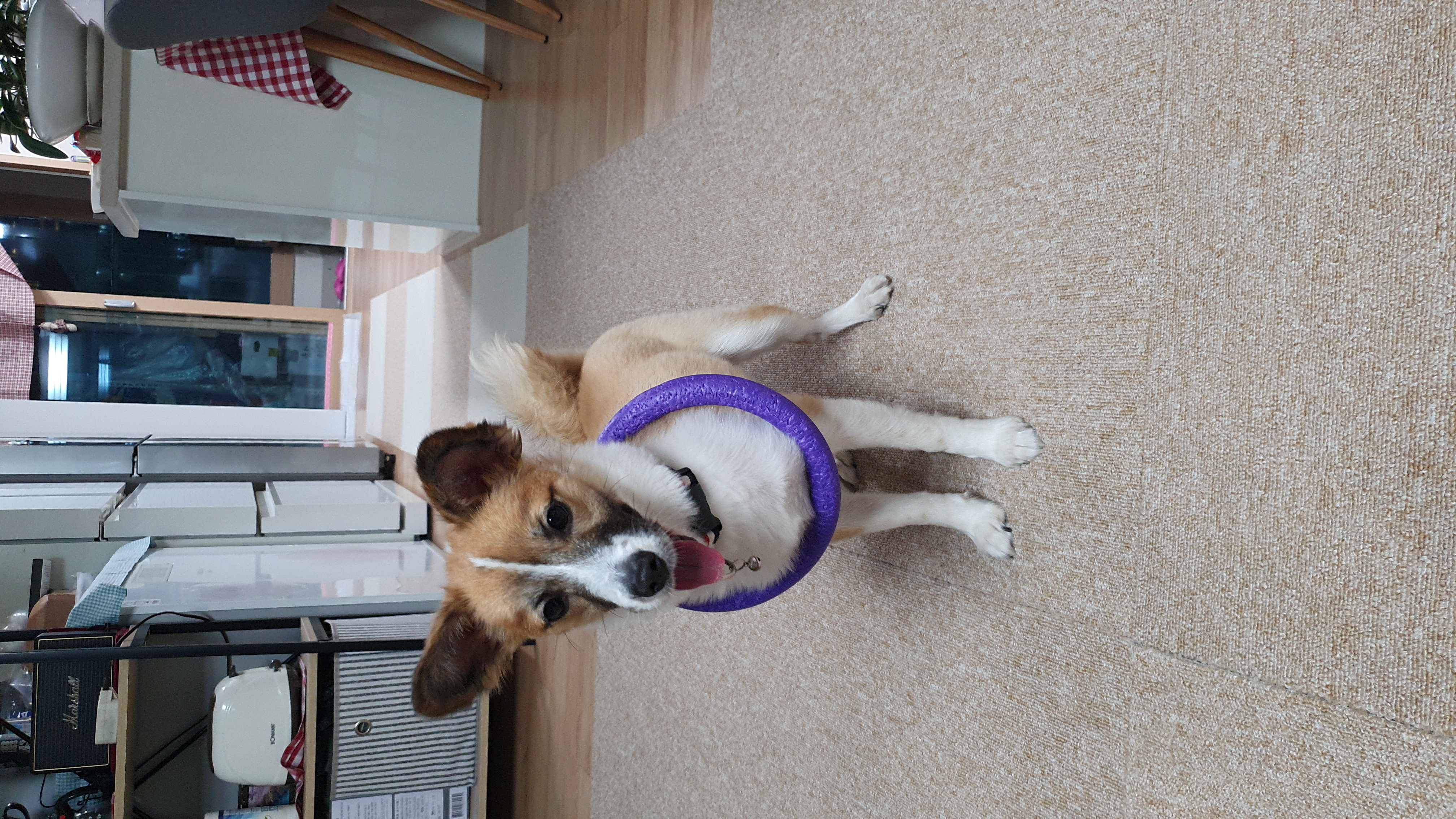 벼리(은오)근황입니다