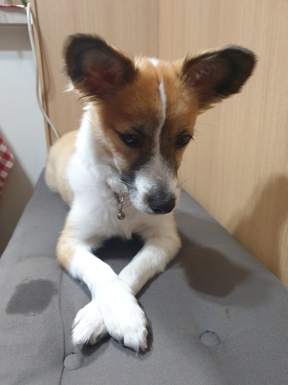 벼리(은오)근황입니다