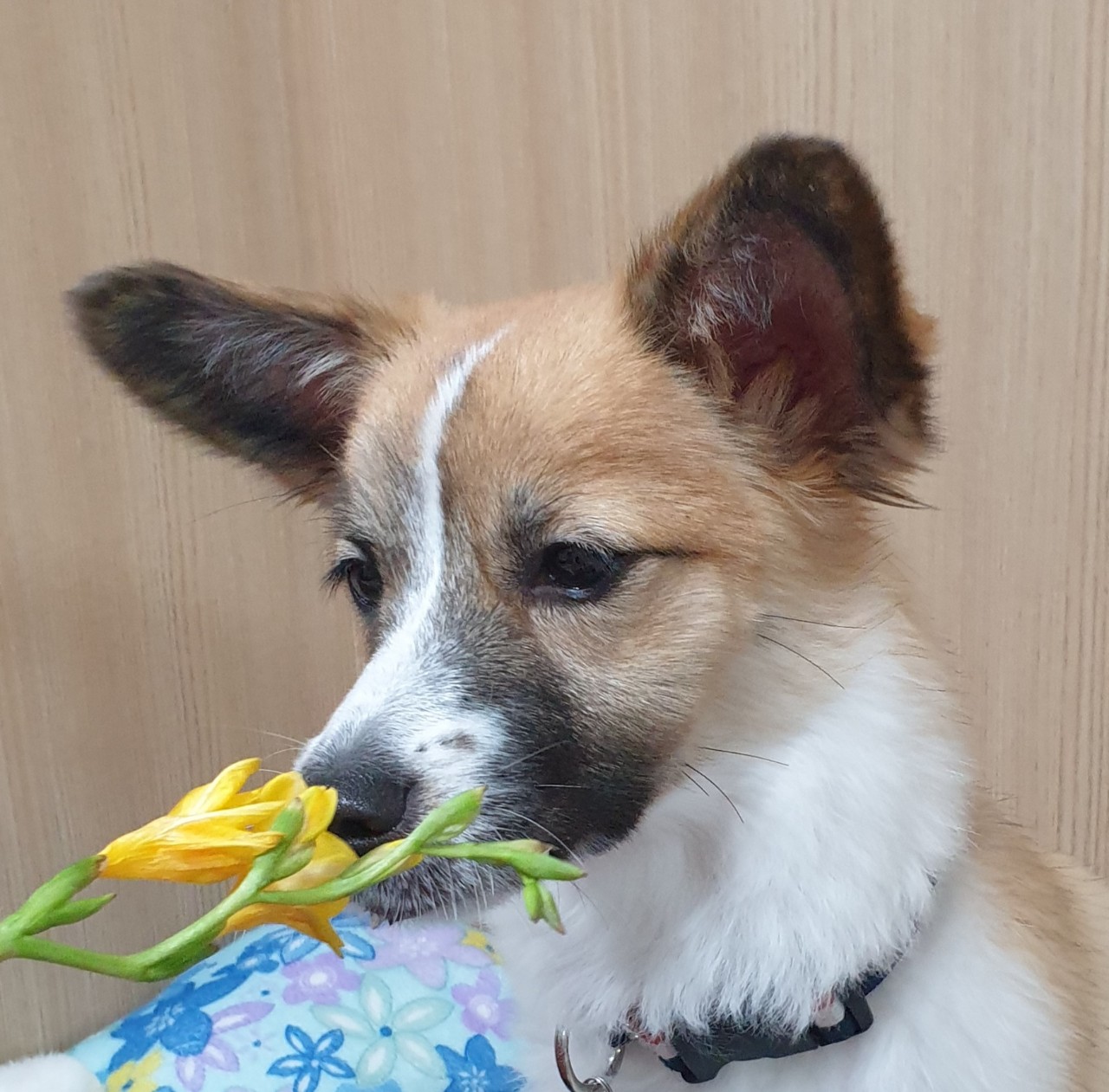 벼리(은오)근황입니다