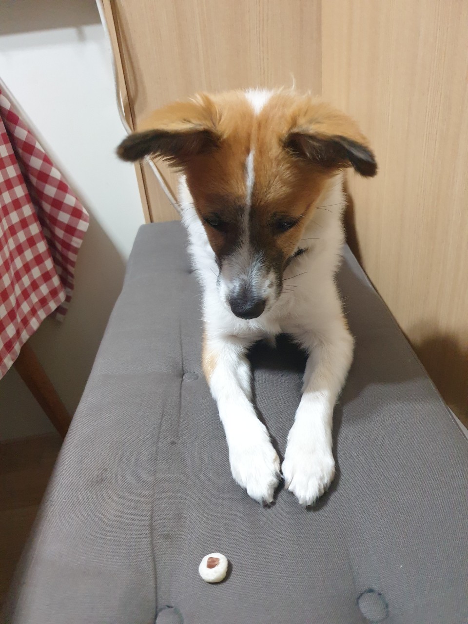 벼리(은오)근황입니다