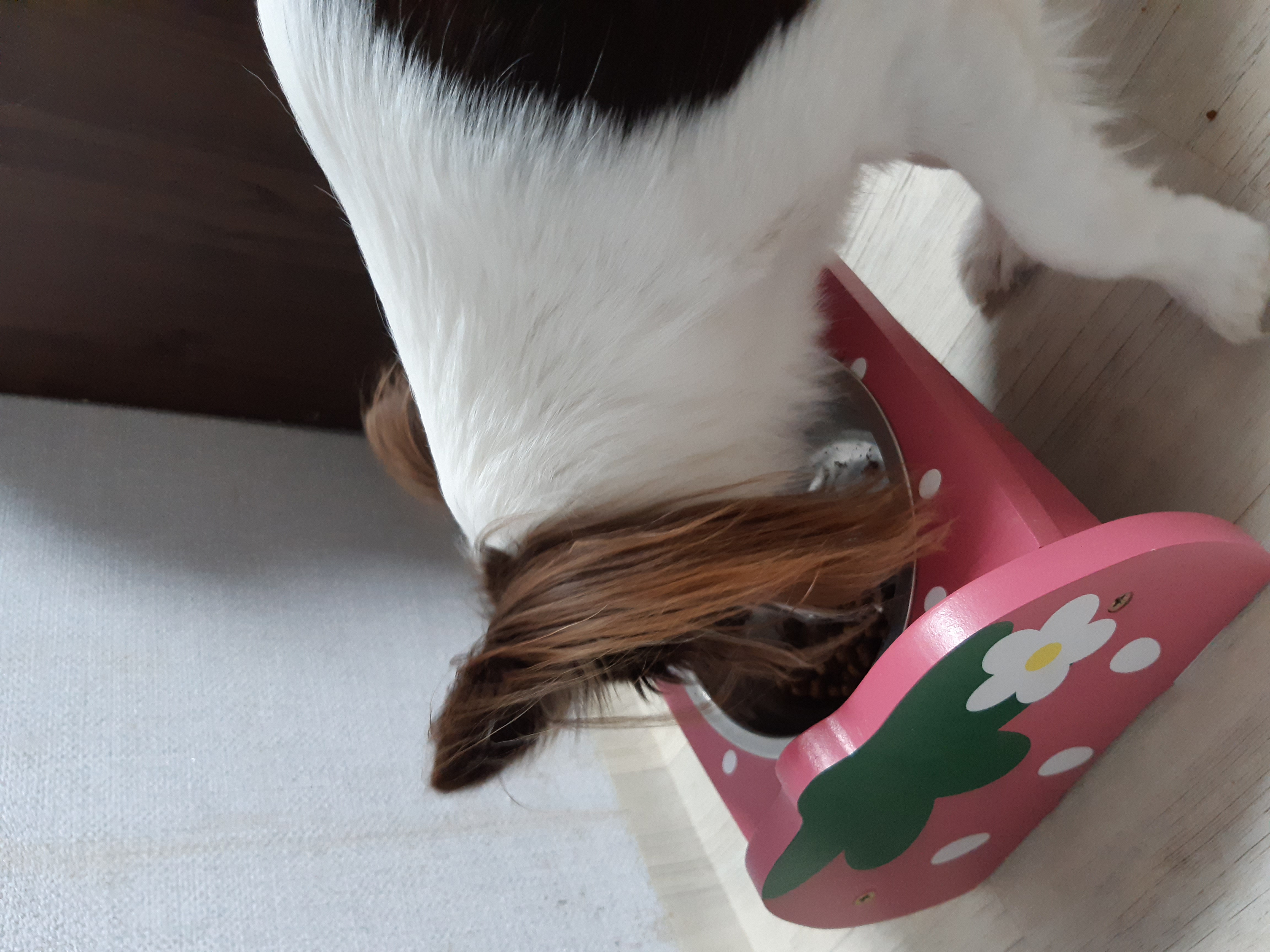 뽀롱이 {구일몬이} 입양후기