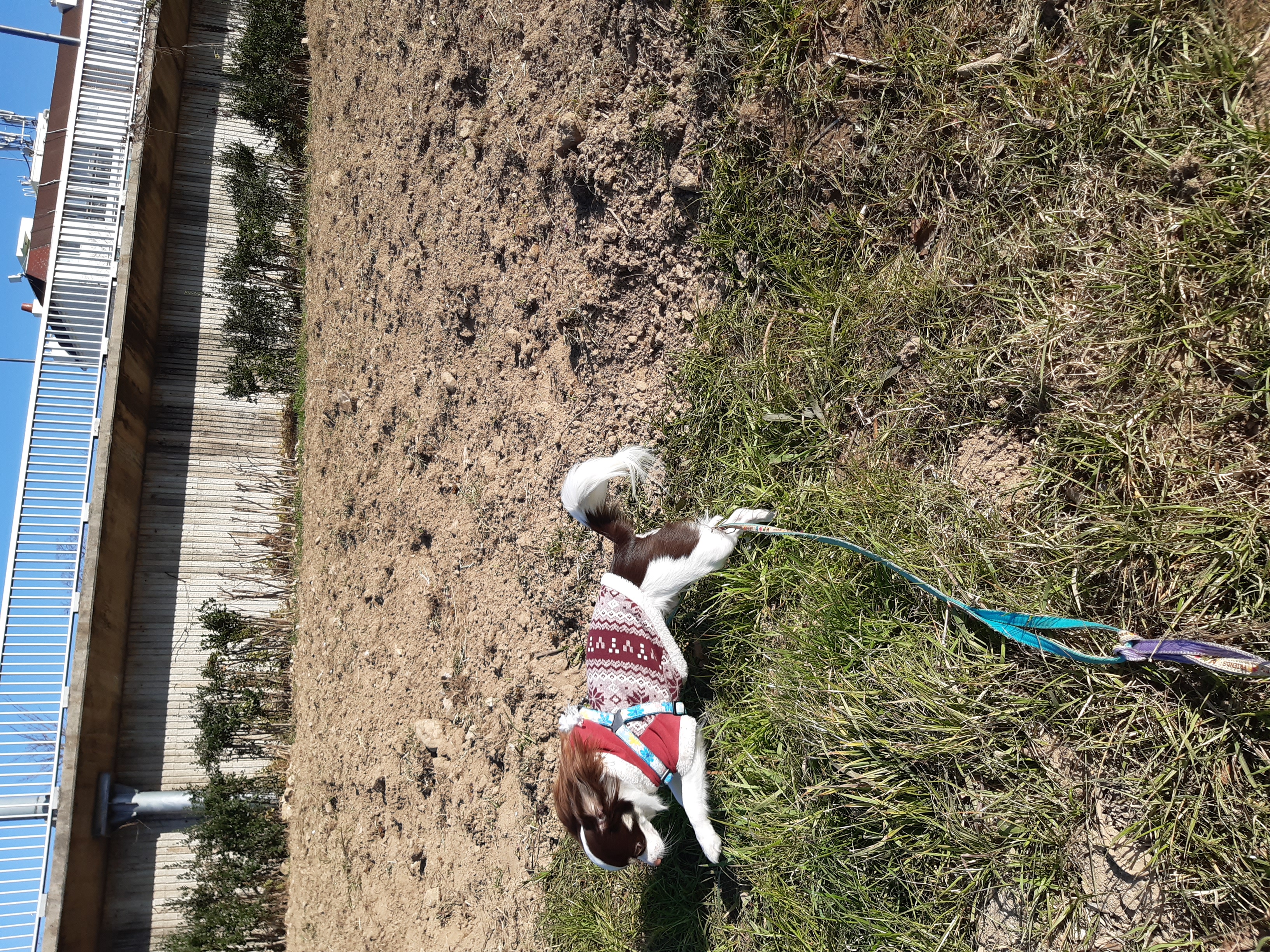 뽀롱이 {구일몬이} 입양후기