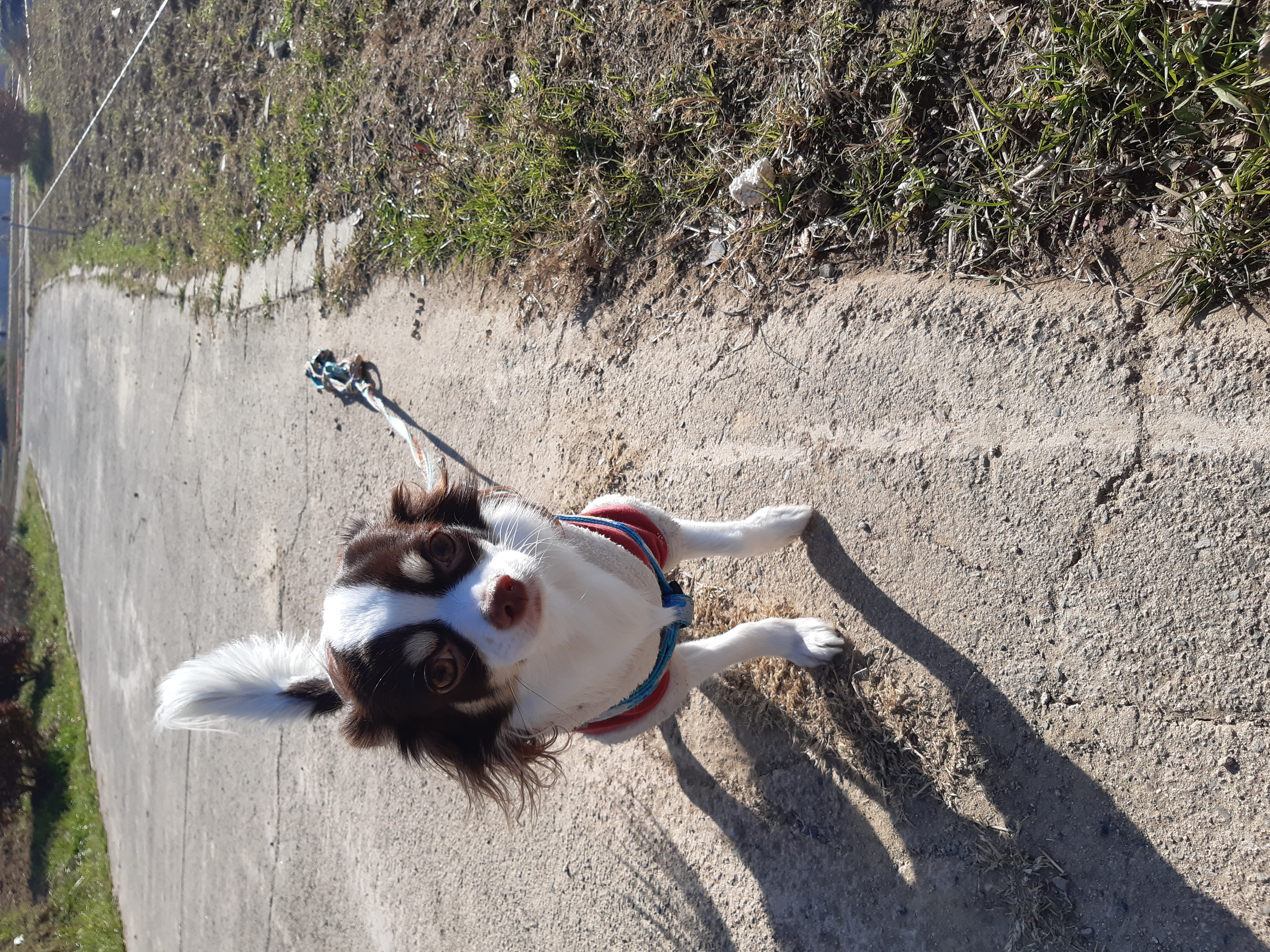 뽀롱이 {구일몬이} 입양후기