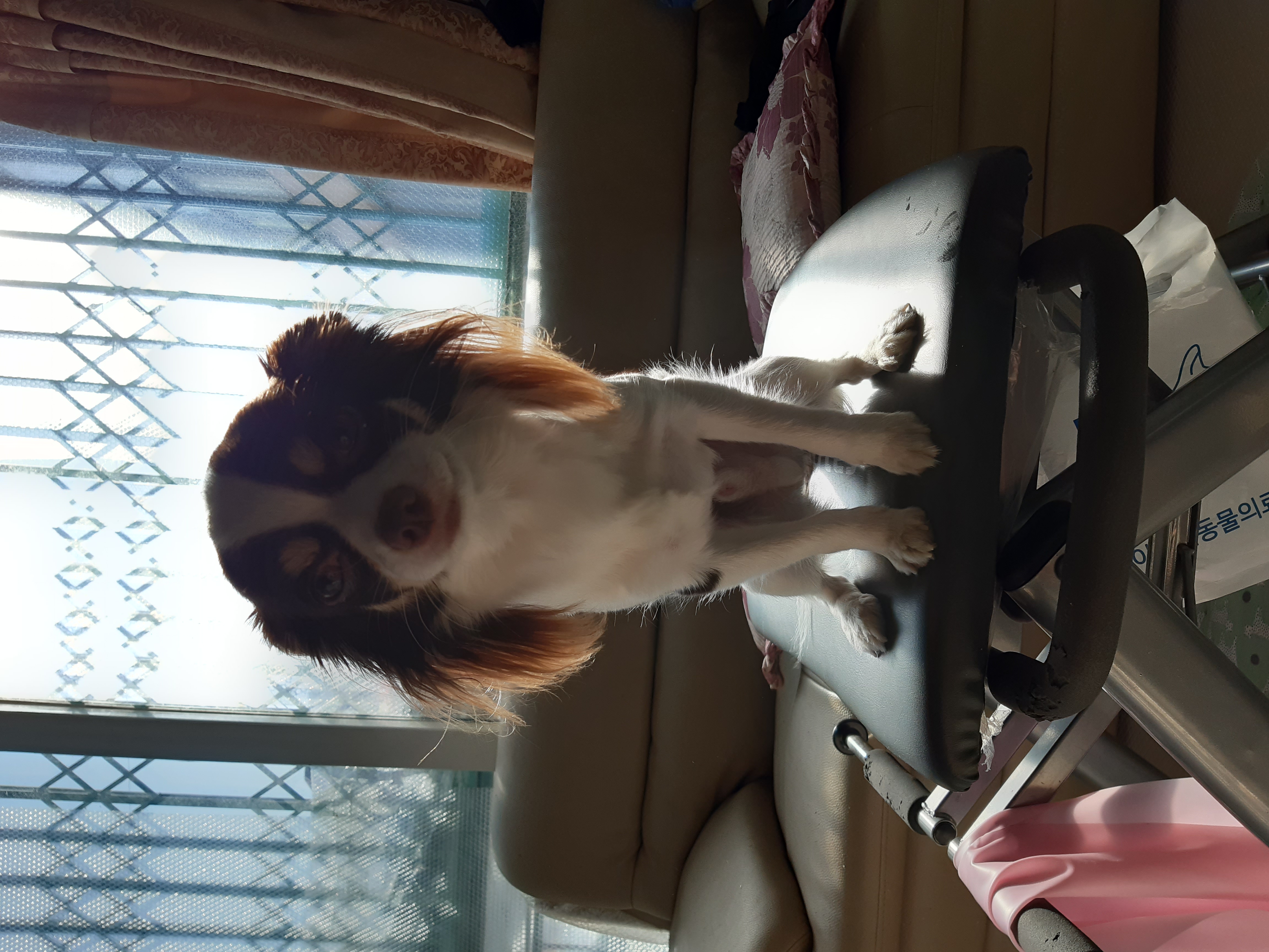 뽀롱이 {구일몬이} 입양후기