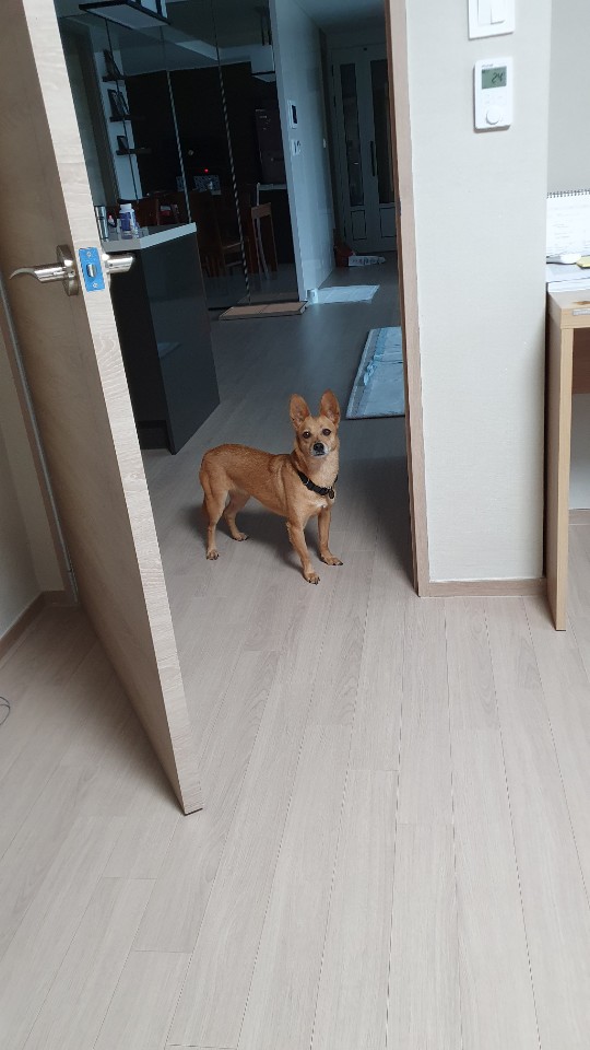 리카(헐크로 이름 개정)가  맘을 만나서 행복하게  동행하는 모습요.