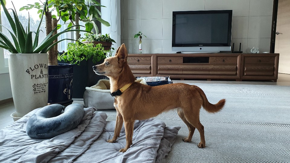 리카(헐크로 이름 개정)가  맘을 만나서 행복하게  동행하는 모습요.