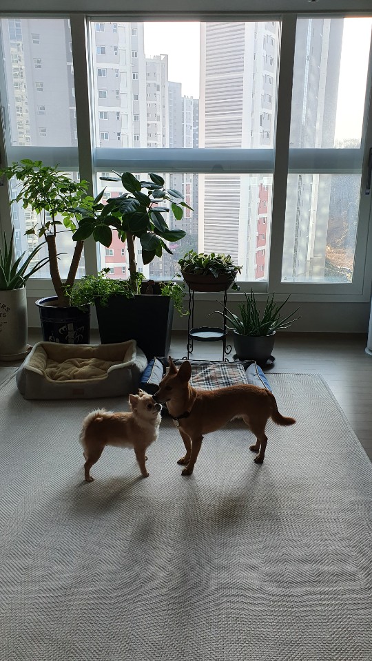 리카(헐크로 이름 개정)가  맘을 만나서 행복하게  동행하는 모습요.