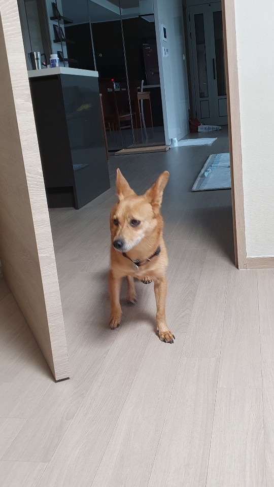 리카(헐크로 이름 개정)가  맘을 만나서 행복하게  동행하는 모습요.