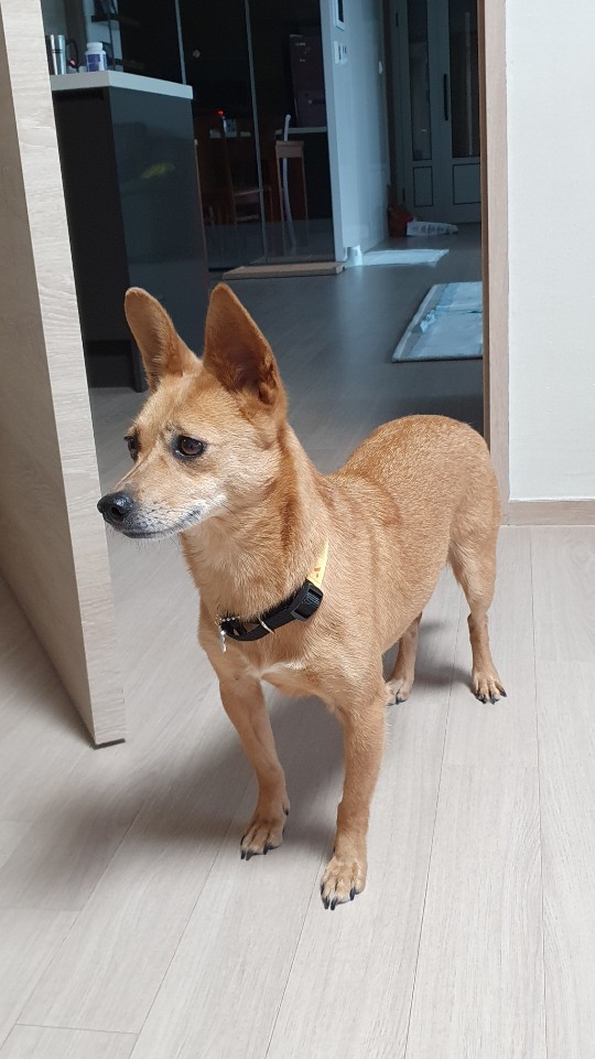 리카(헐크로 이름 개정)가  맘을 만나서 행복하게  동행하는 모습요.