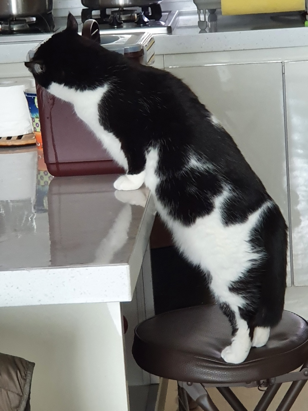 코리(구,코점이) 새해 첫 안부 사진 입니다.