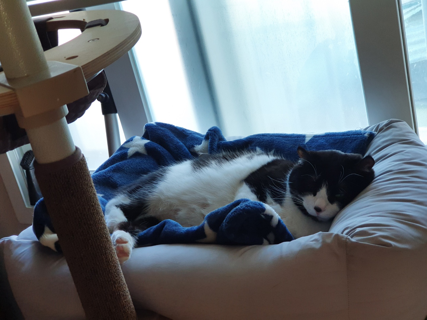 코리(구,코점이) 새해 첫 안부 사진 입니다.