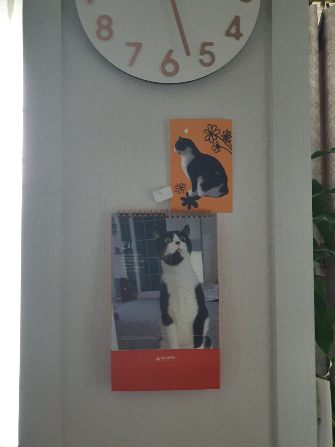 코리(구,코점이) 새해 첫 안부 사진 입니다.