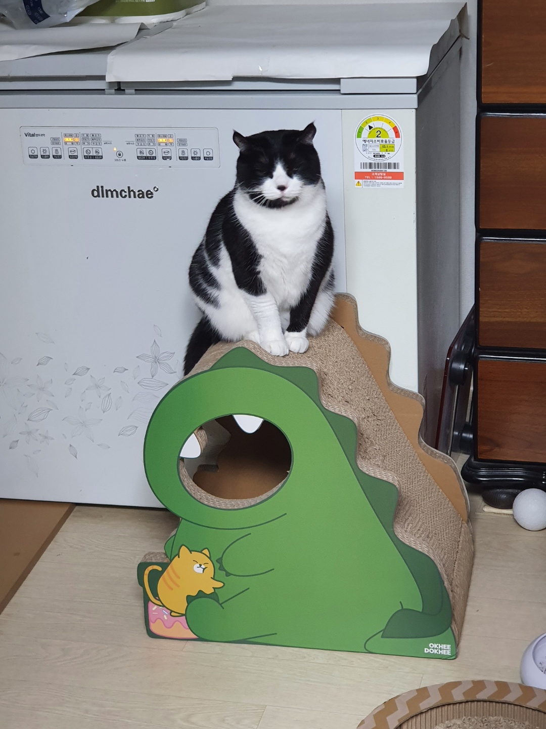 코리(구,코점이) 새해 첫 안부 사진 입니다.