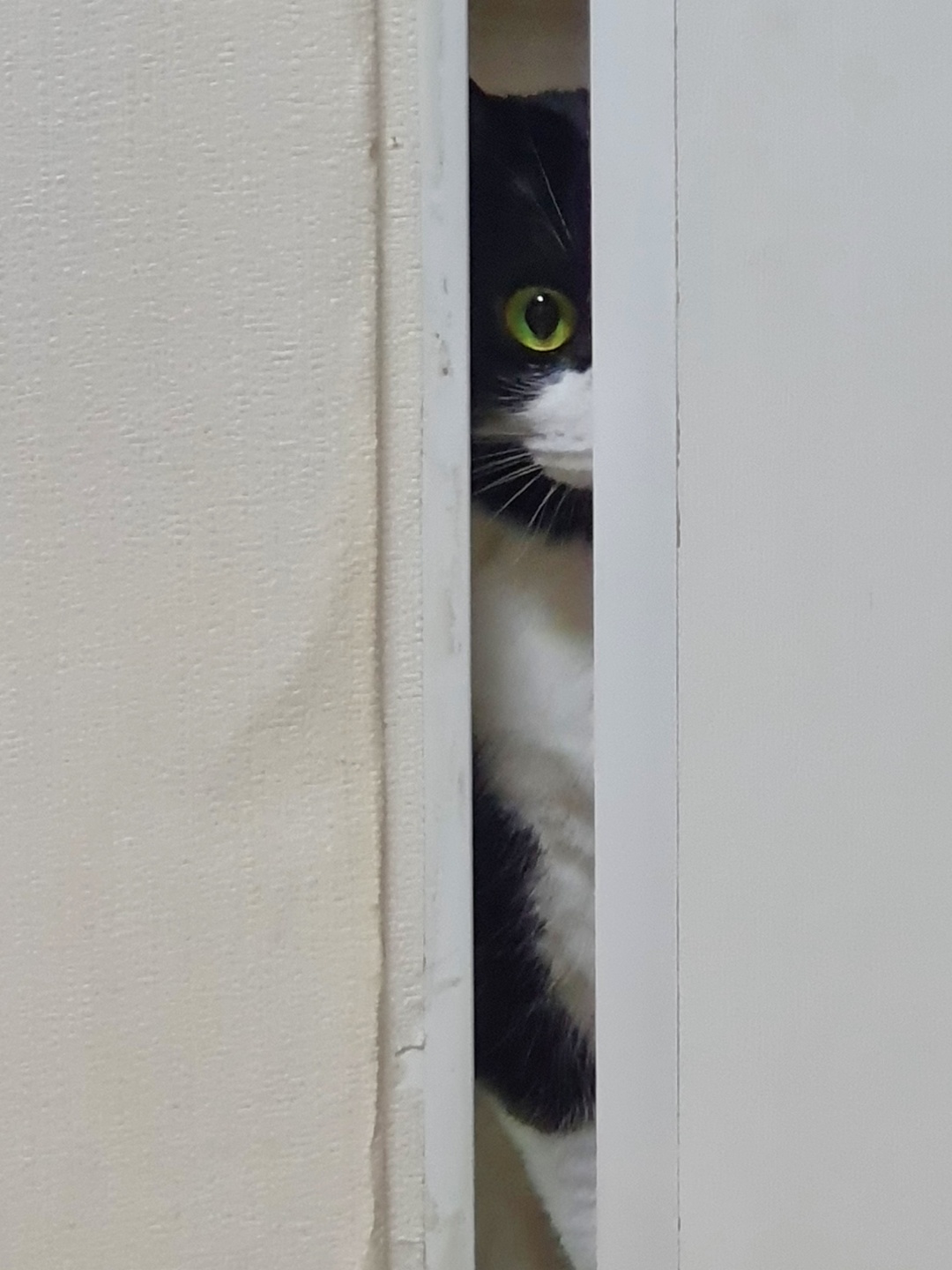 코리(구,코점이) 새해 첫 안부 사진 입니다.