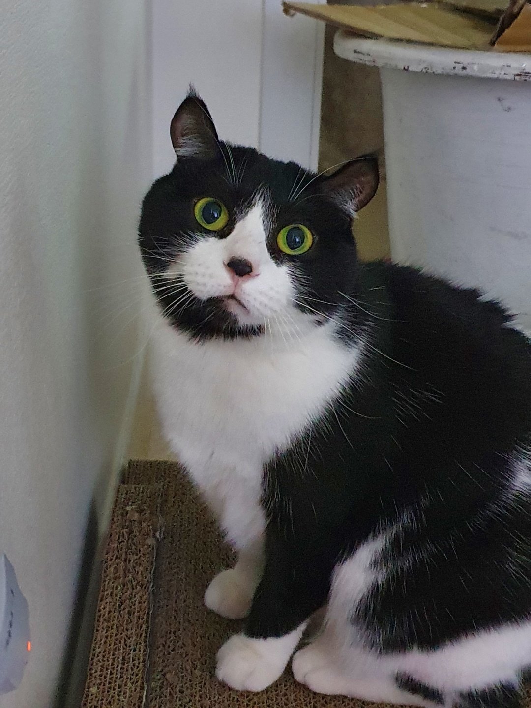 코리(구,코점이) 새해 첫 안부 사진 입니다.