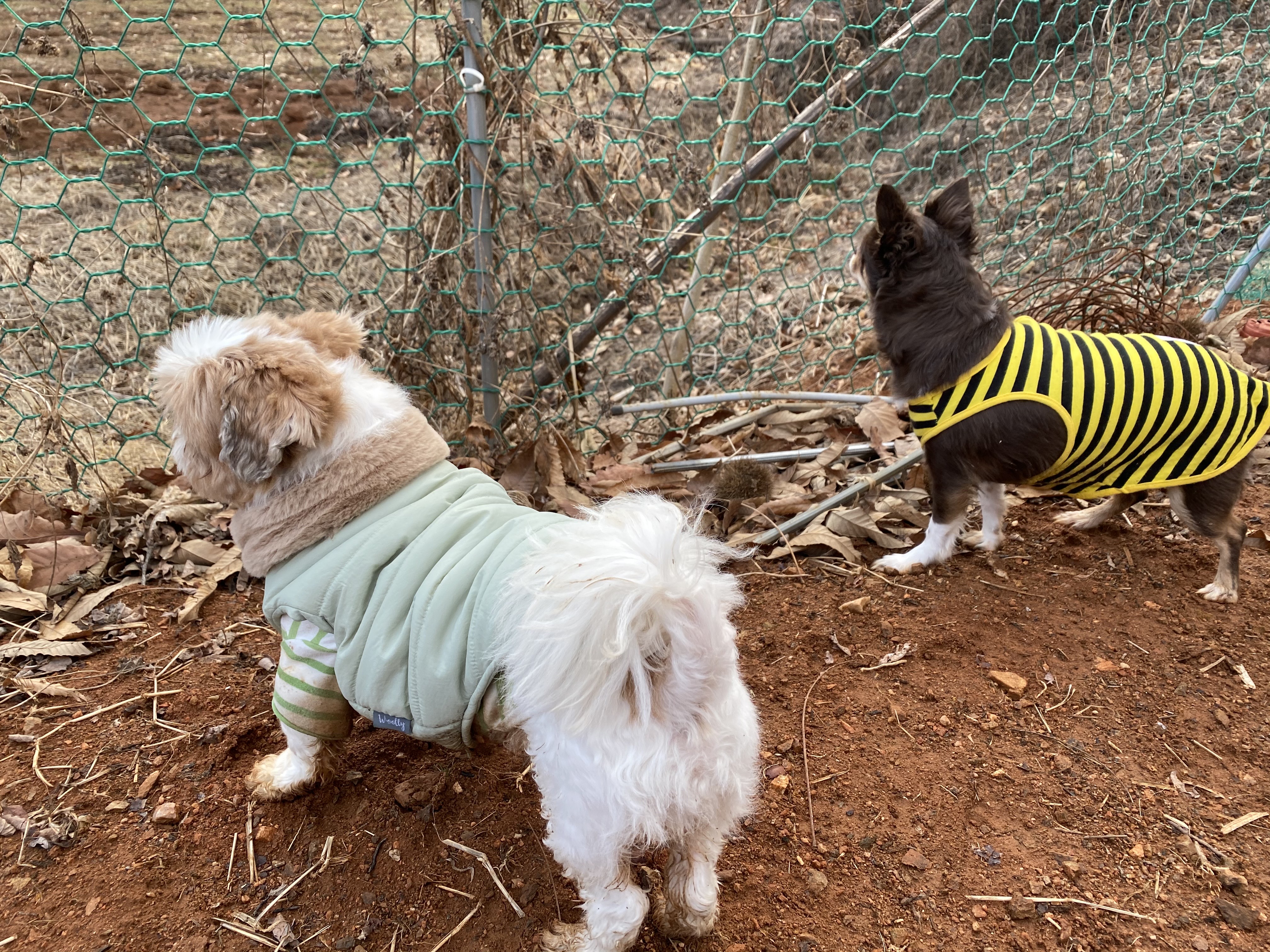 평택번식장 치와와 노을이 입양 1주년 입니다~!!