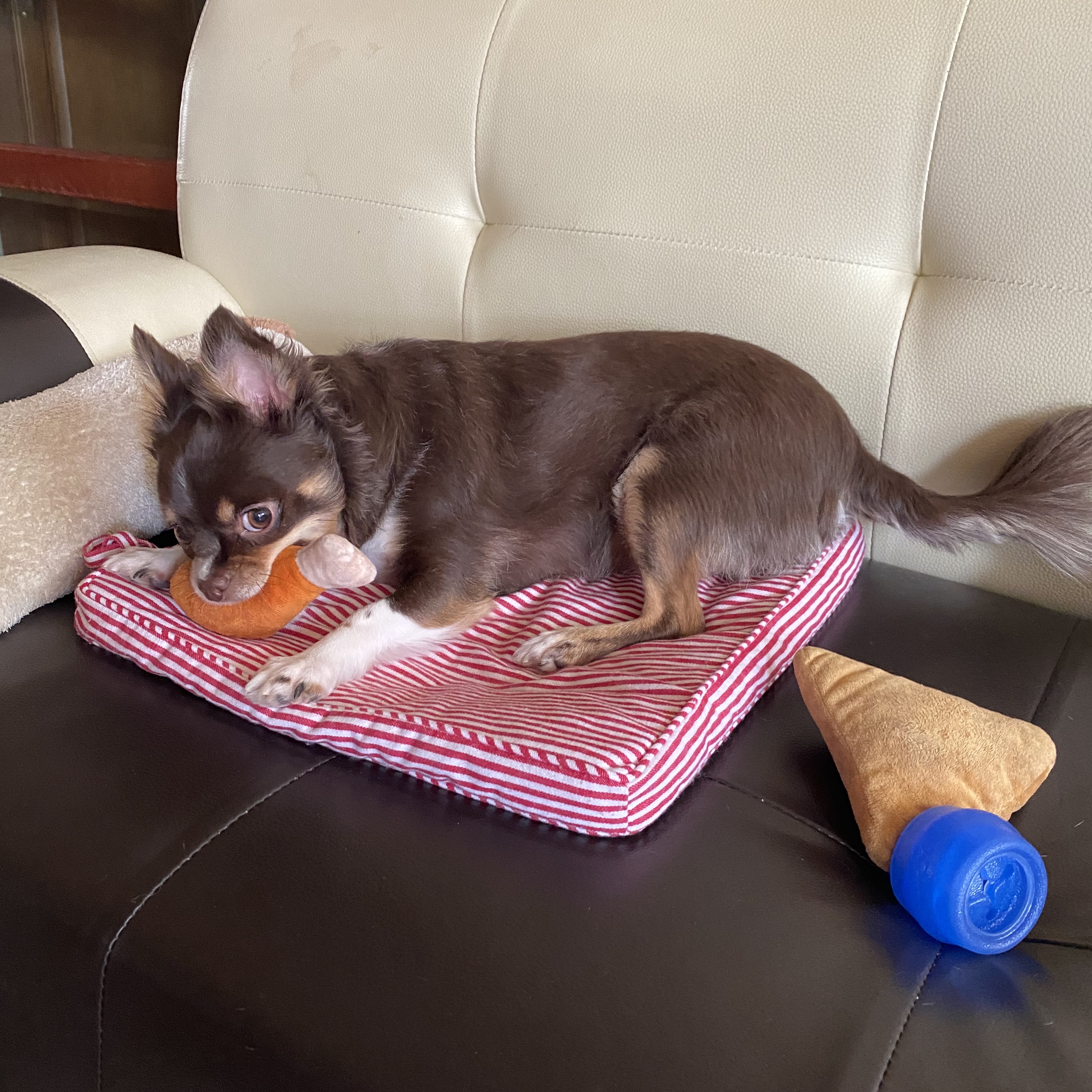 평택번식장 치와와 노을이 입양 1주년 입니다~!!