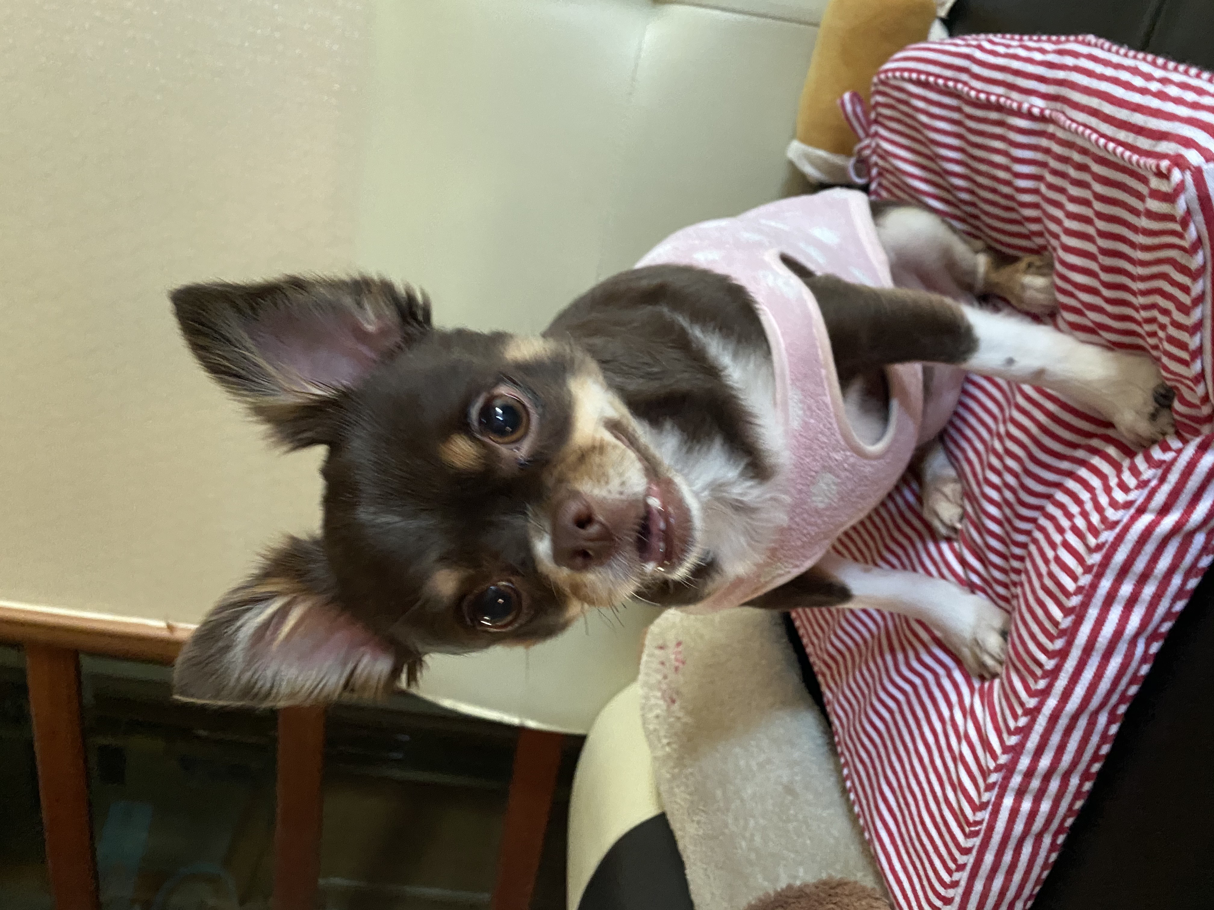 평택번식장 치와와 노을이 입양 1주년 입니다~!!