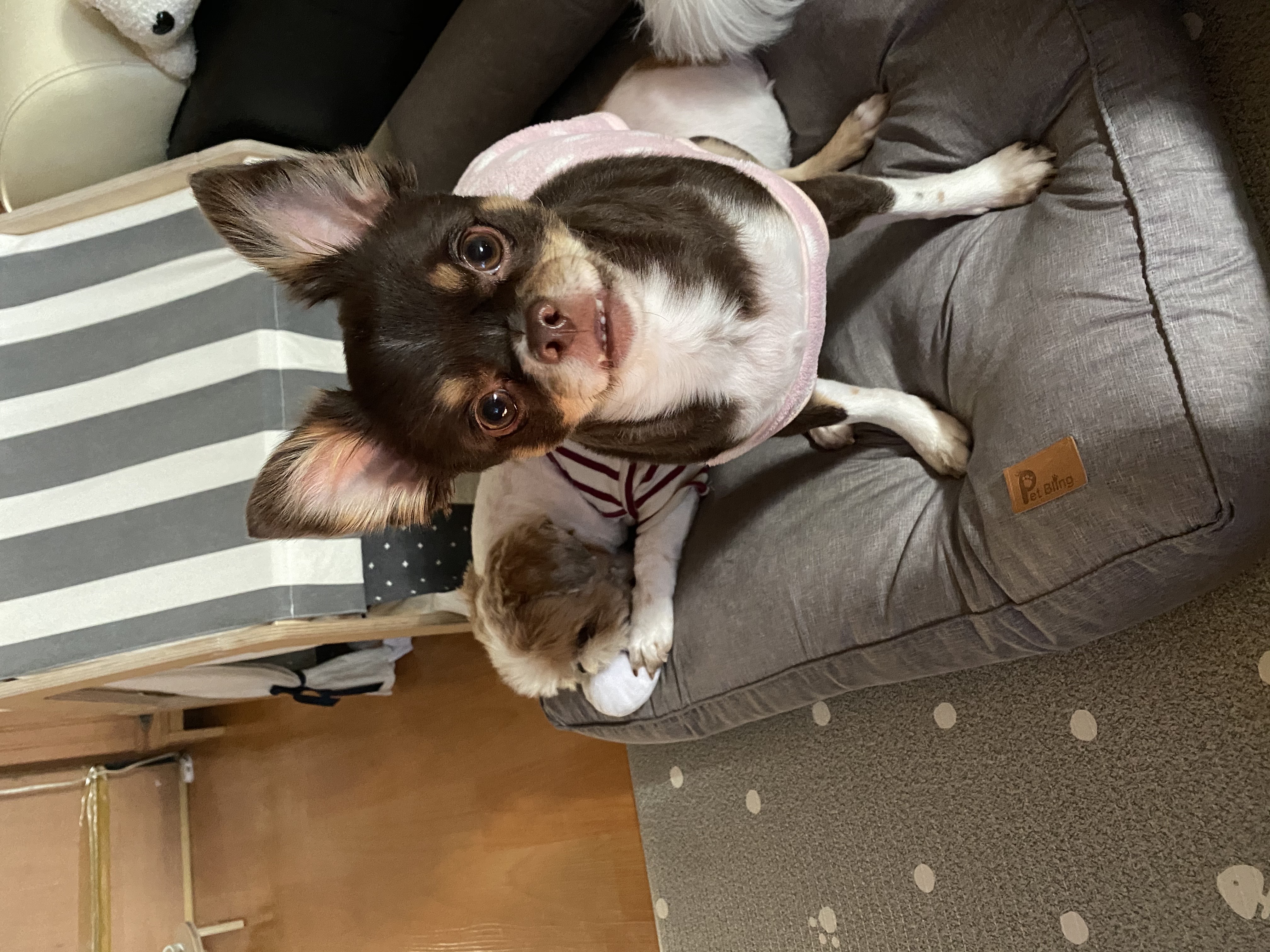 평택번식장 치와와 노을이 입양 1주년 입니다~!!