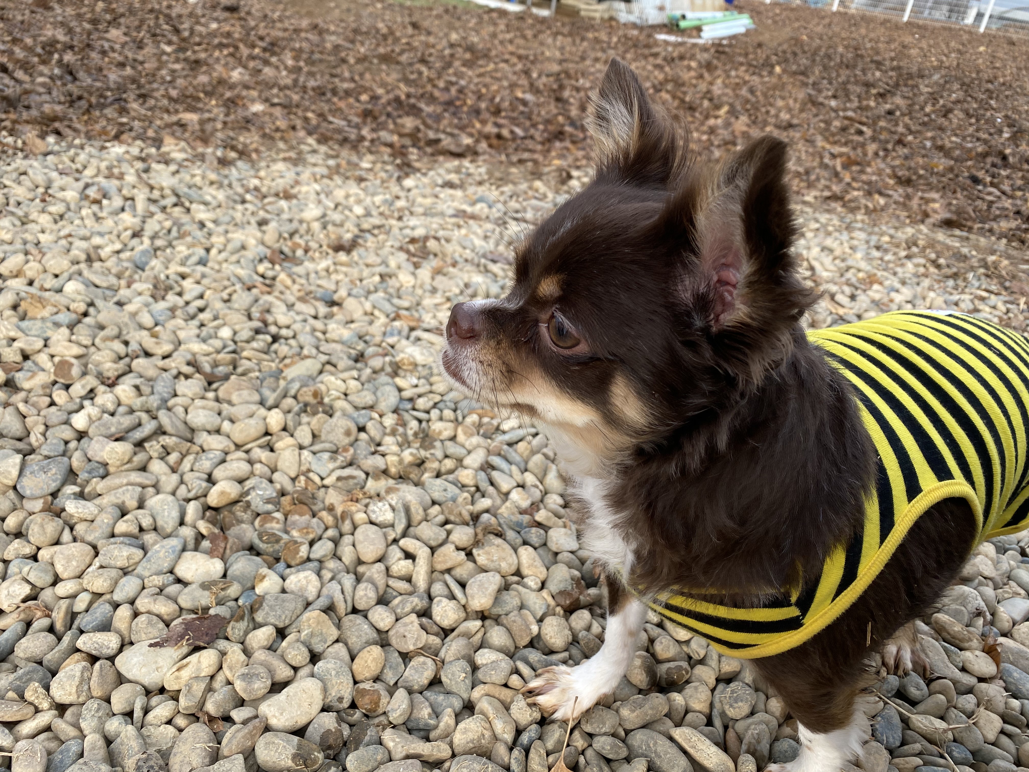 평택번식장 치와와 노을이 입양 1주년 입니다~!!