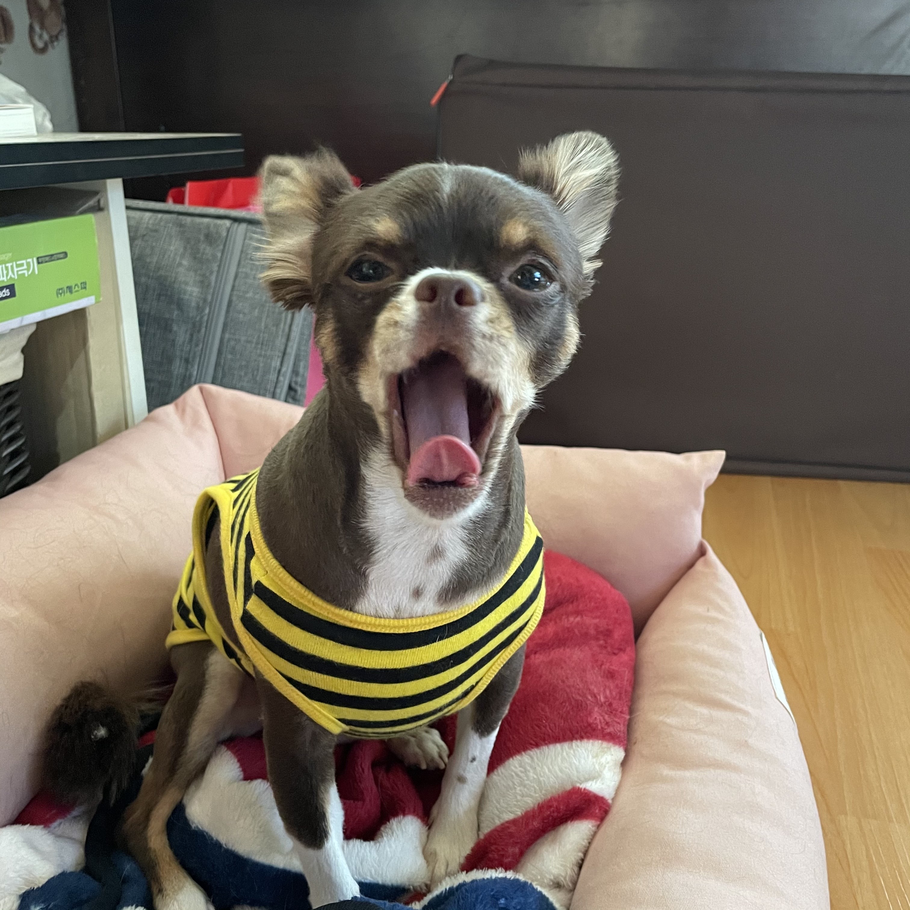 평택번식장 치와와 노을이 입양 1주년 입니다~!!