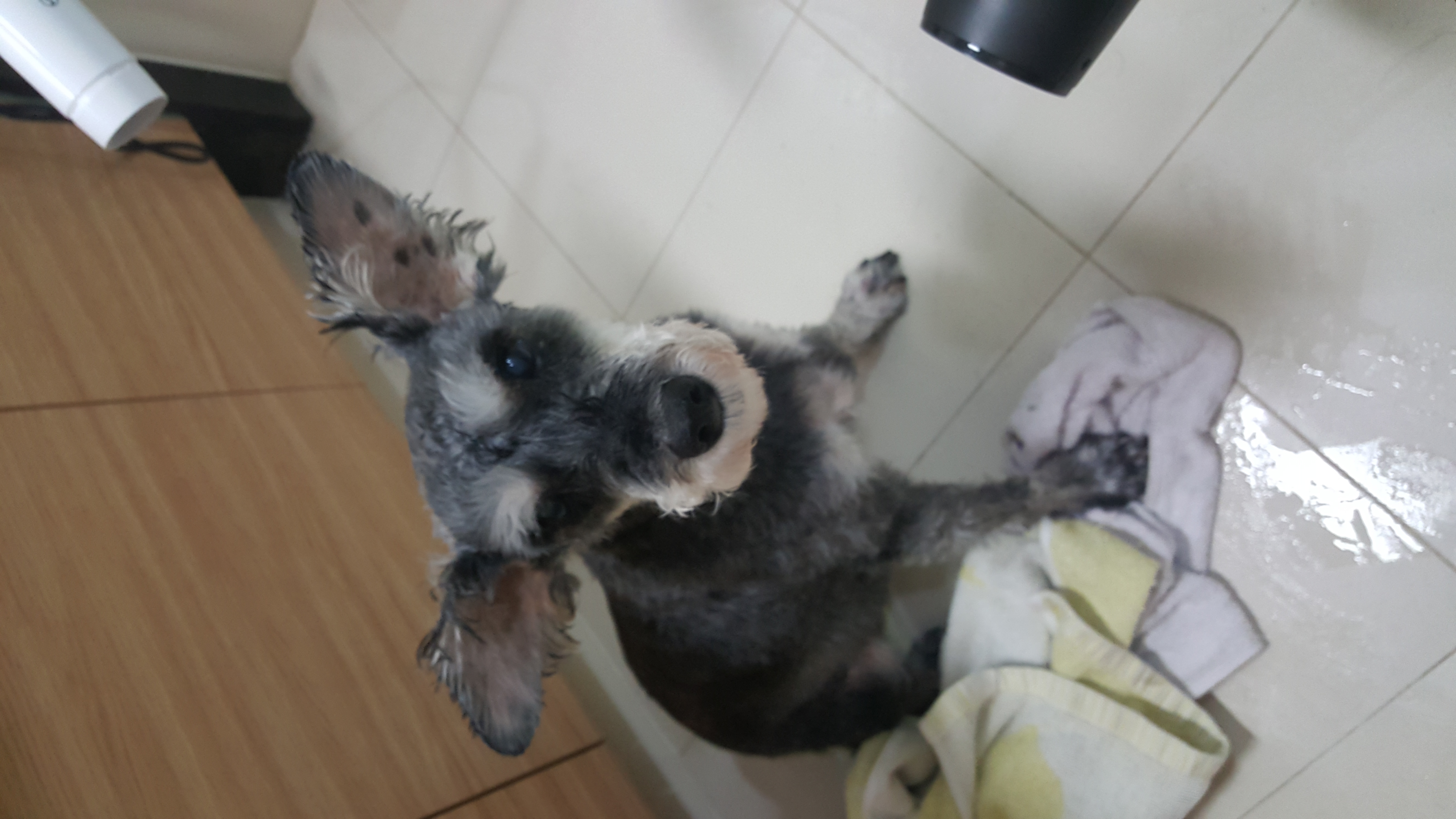 슈나우저하몽이 임보일기입니다