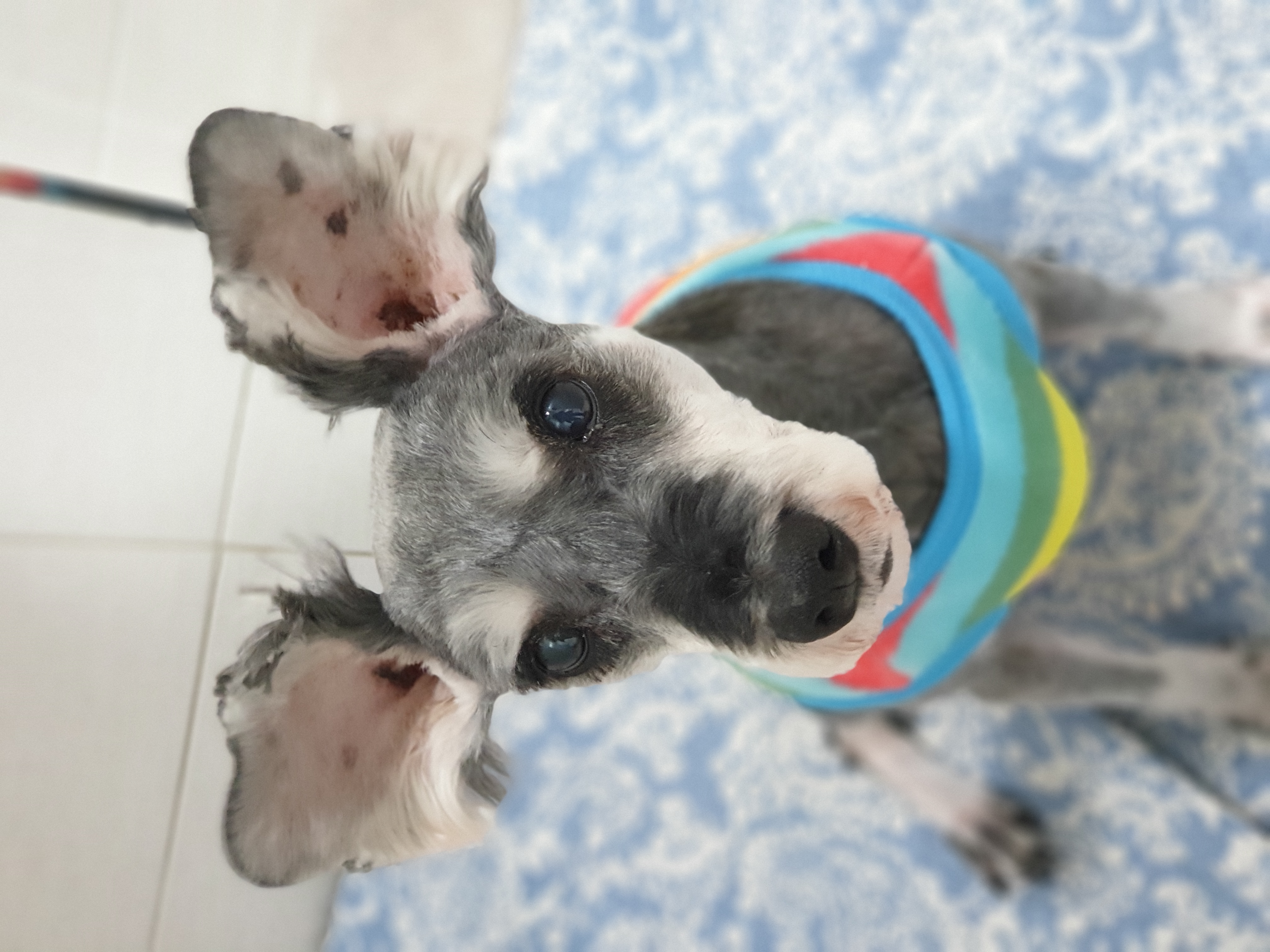 슈나우저하몽이 임보일기입니다