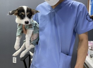 마네(빈스) 입양 한달째 후기