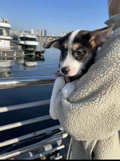 마네(빈스) 입양 한달째 후기