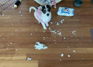 마네(빈스) 입양 한달째 후기